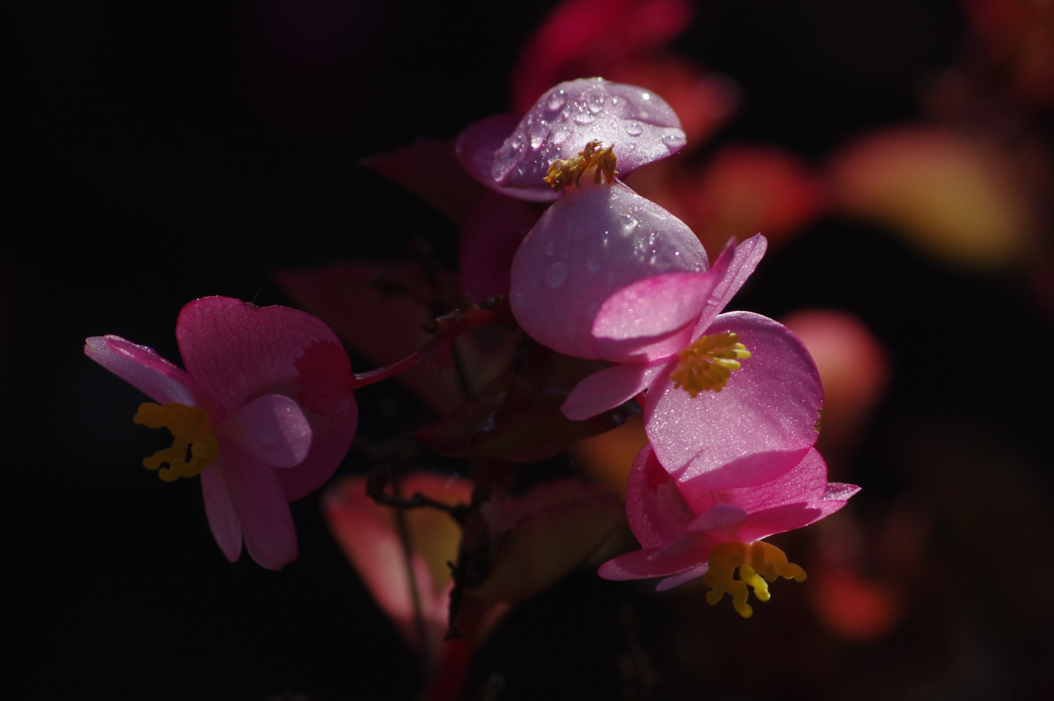 Pentax K-3 II sample photo. N° 100 photography