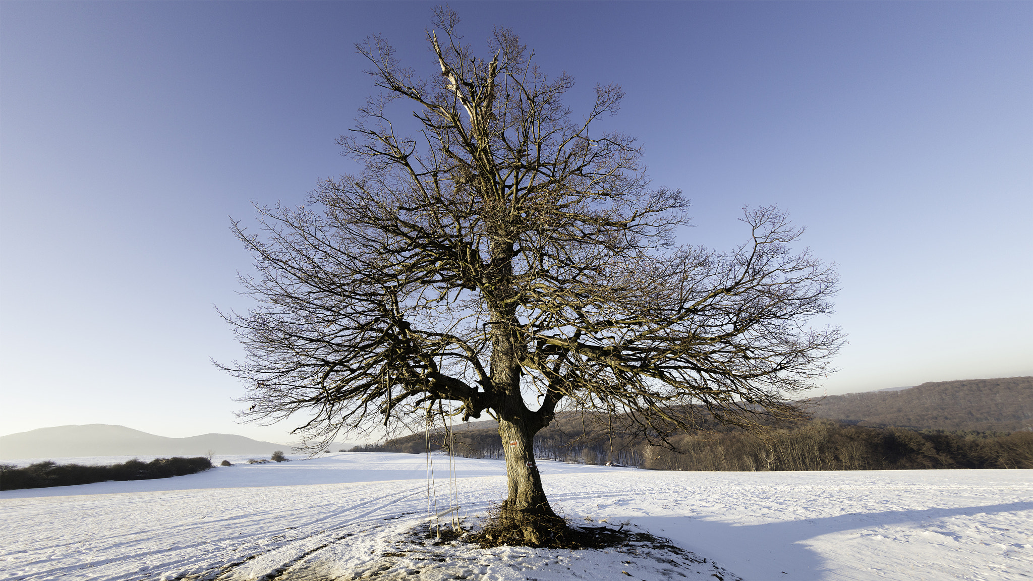 Canon EF 8-15mm F4L Fisheye USM sample photo. Abandoned tree photography