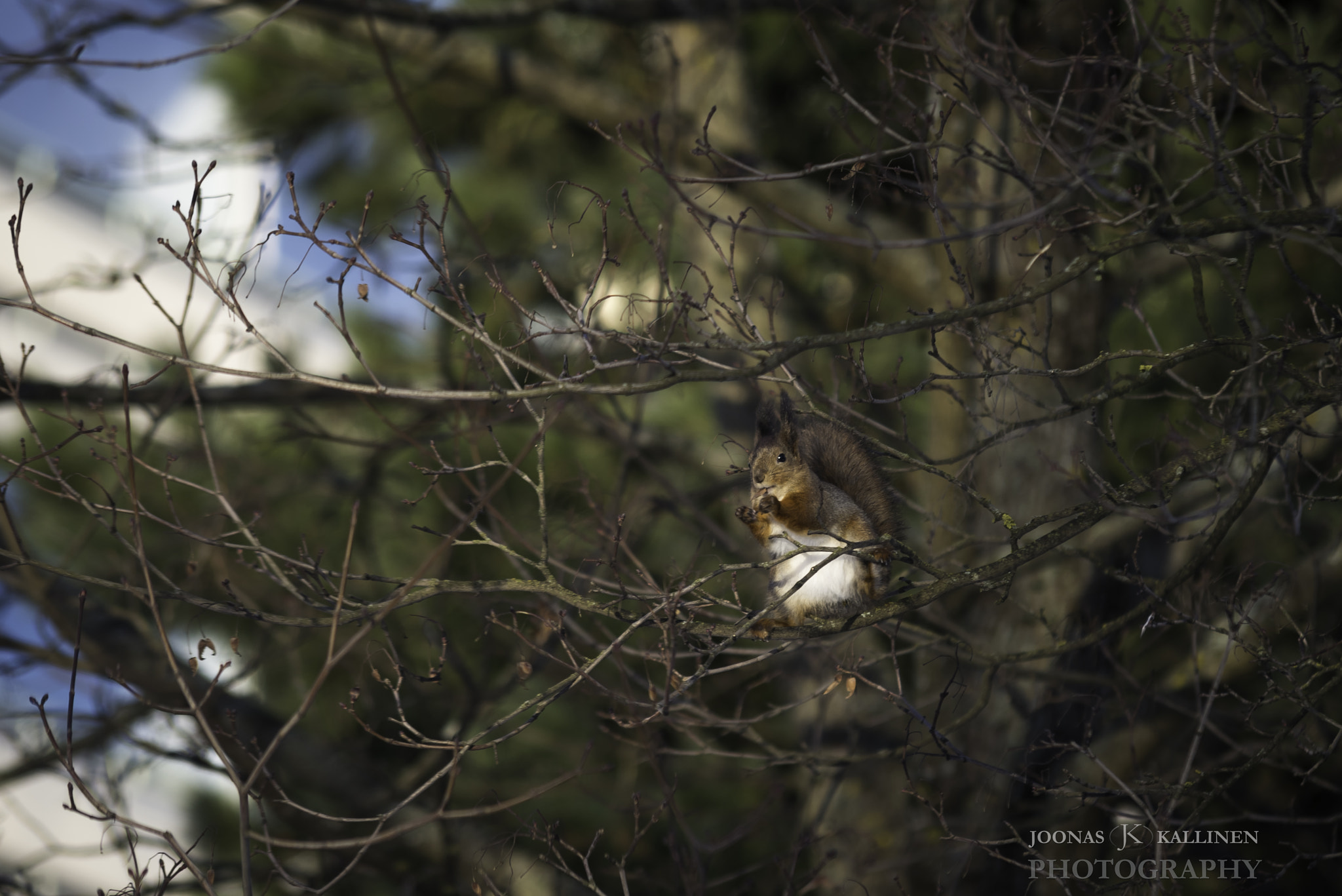 Sigma 70-200mm F2.8 EX DG Macro HSM II sample photo. Squirrel again photography