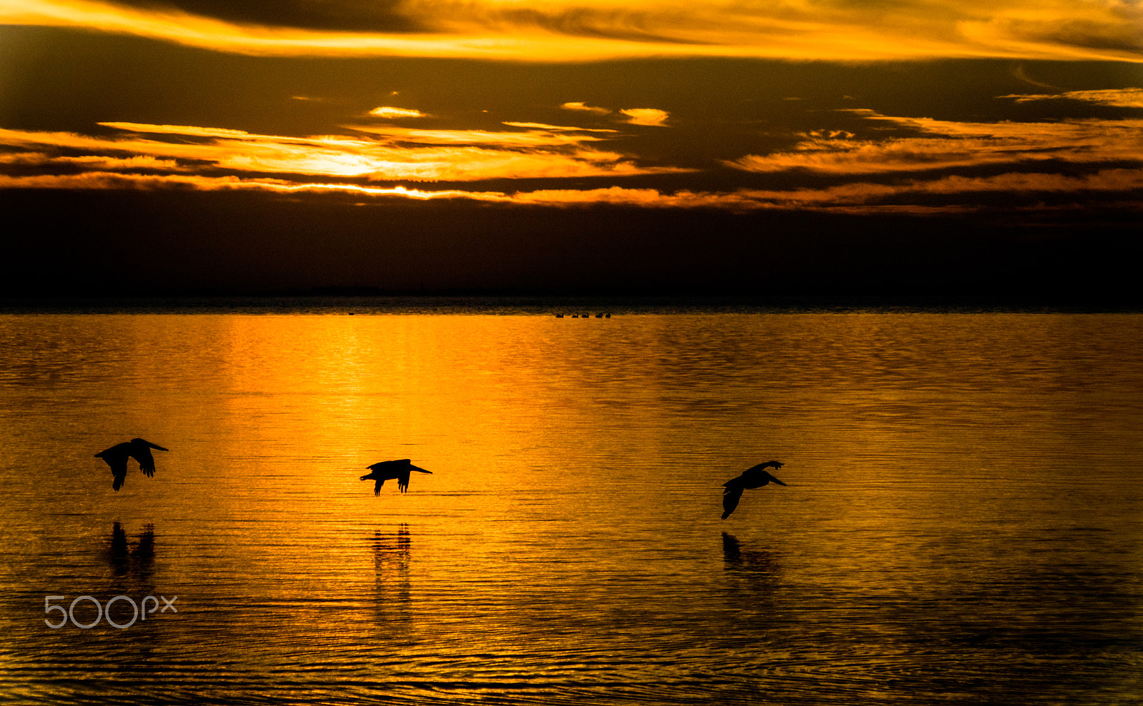 Sony DT 18-250mm F3.5-6.3 sample photo. Golden pelican photography