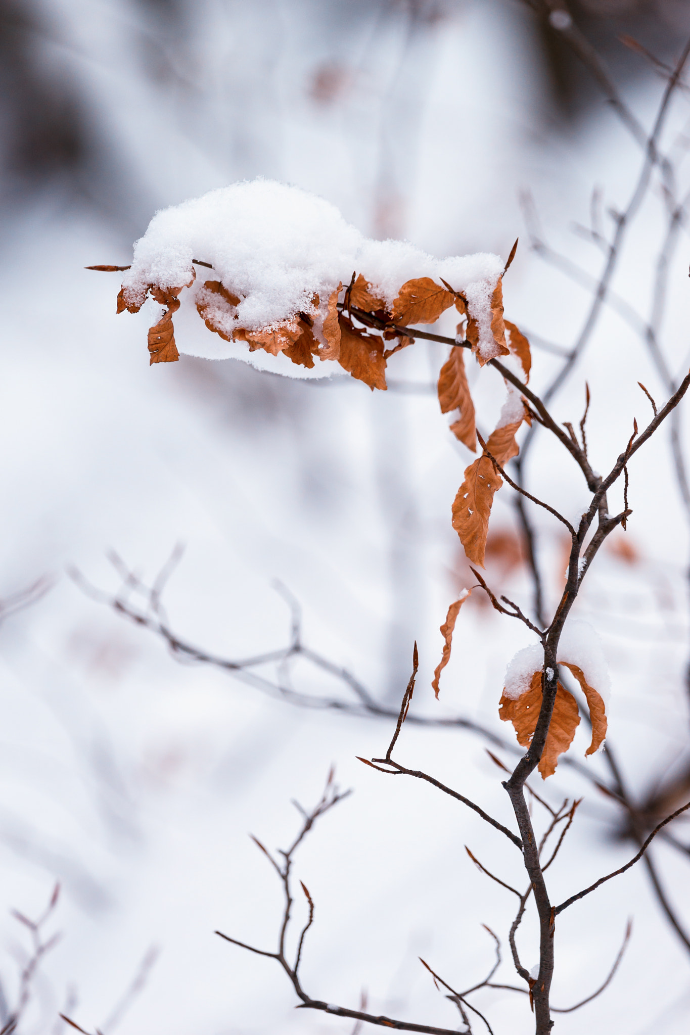 Sony 70-400mm F4-5.6 G SSM II sample photo. Beech leaves photography