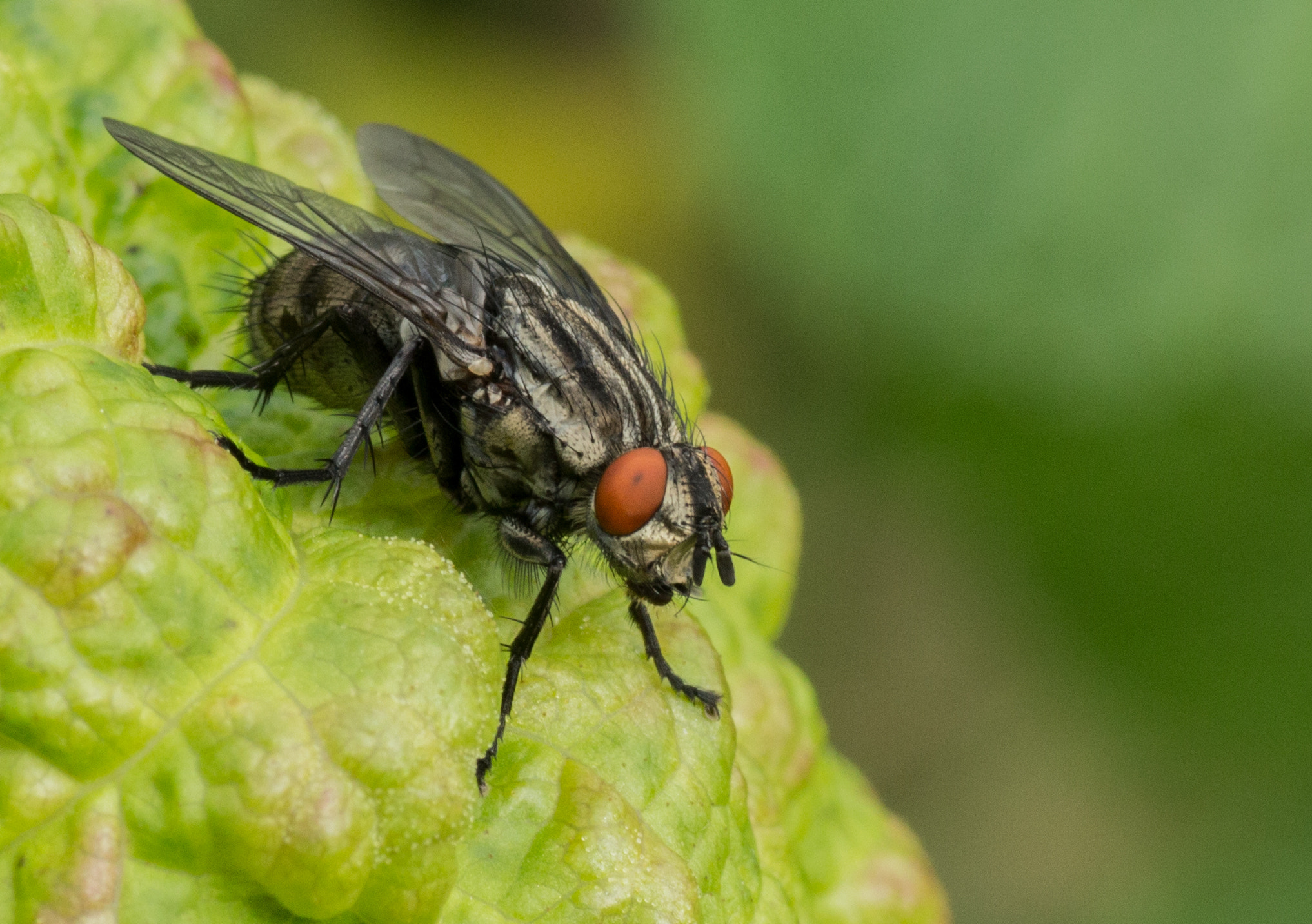 Canon EOS 700D (EOS Rebel T5i / EOS Kiss X7i) + Tamron SP AF 90mm F2.8 Di Macro sample photo. Mouche fly photography