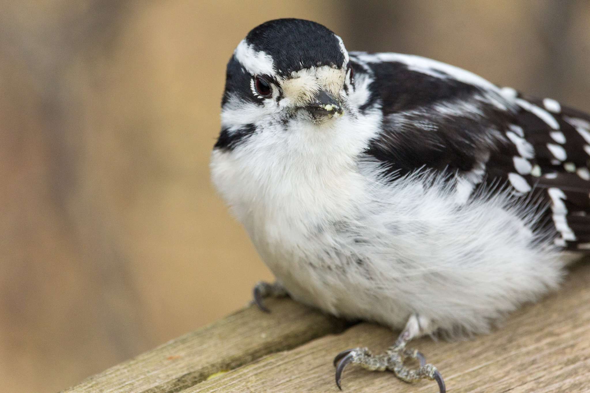 Canon EF-S 55-250mm F4-5.6 IS STM sample photo. Downy woodpecker photography