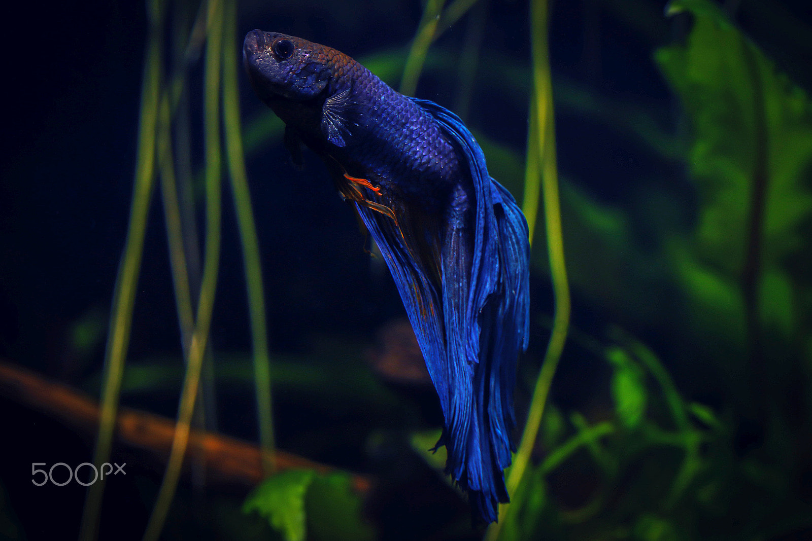 Canon EOS 70D + Tamron SP AF 60mm F2 Di II LD IF Macro sample photo. Brothers betta fish photography