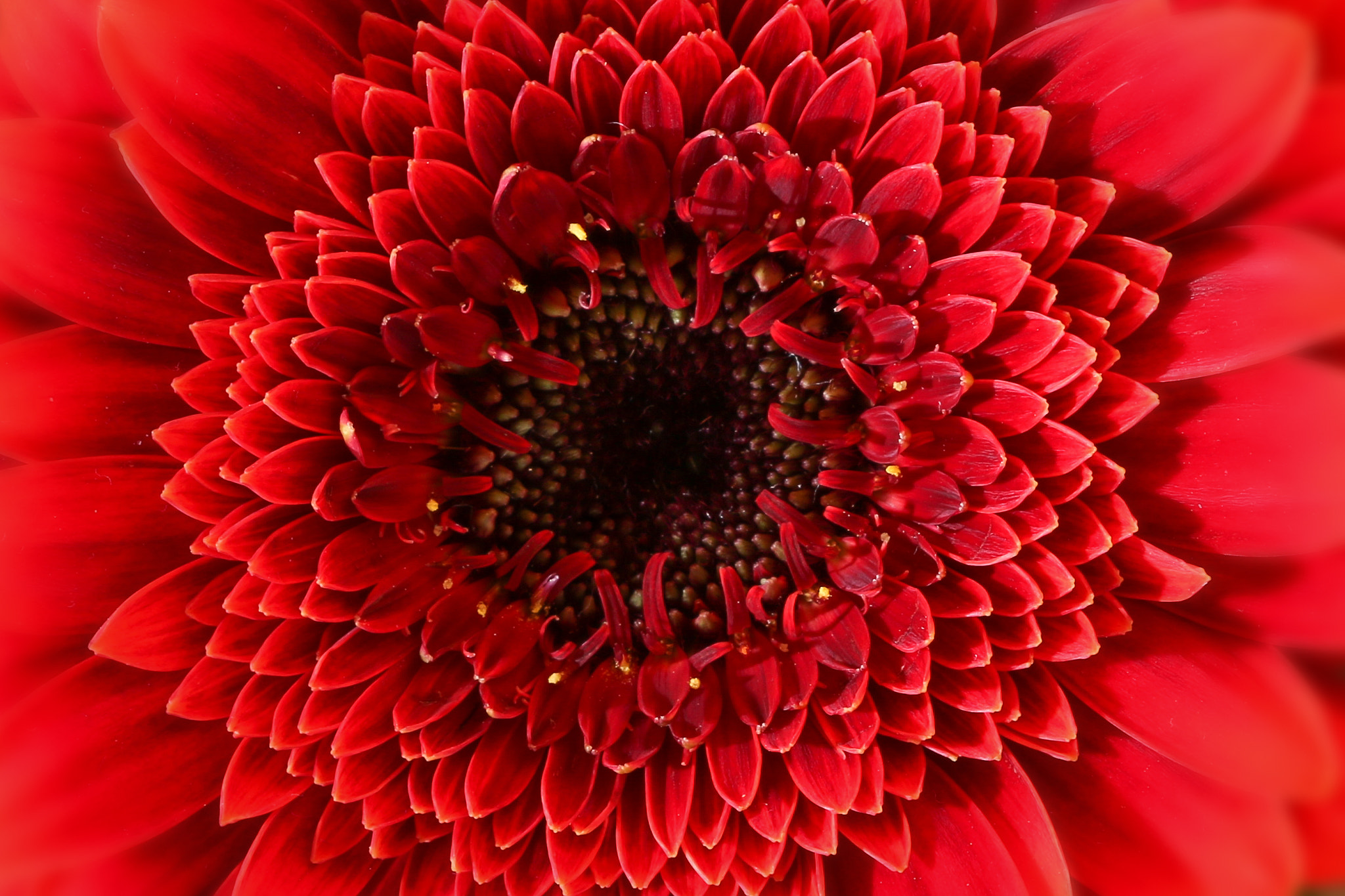 Canon EF 100mm F2.8 Macro USM sample photo. Explosion in red photography