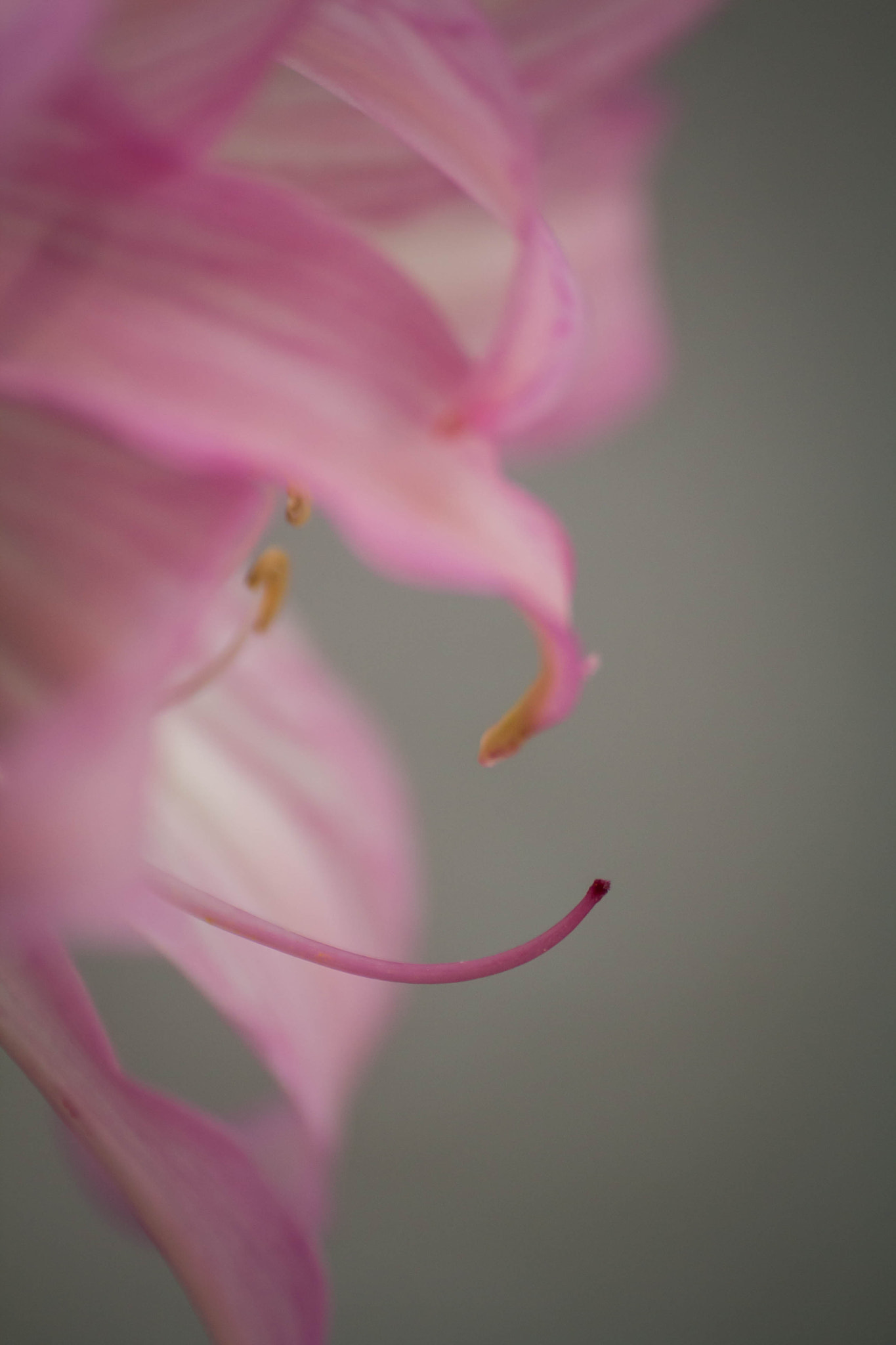 Sigma 70-300mm F4-5.6 APO DG Macro sample photo. Pink nature photography