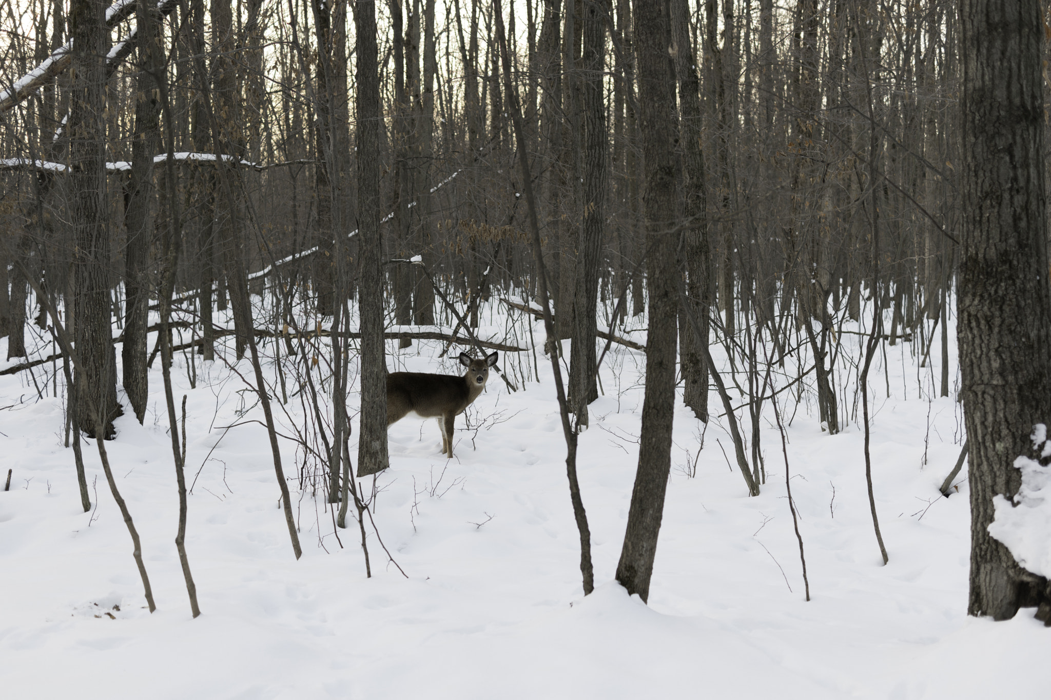 Samsung NX 30mm F2 Pancake sample photo. I found bambi photography