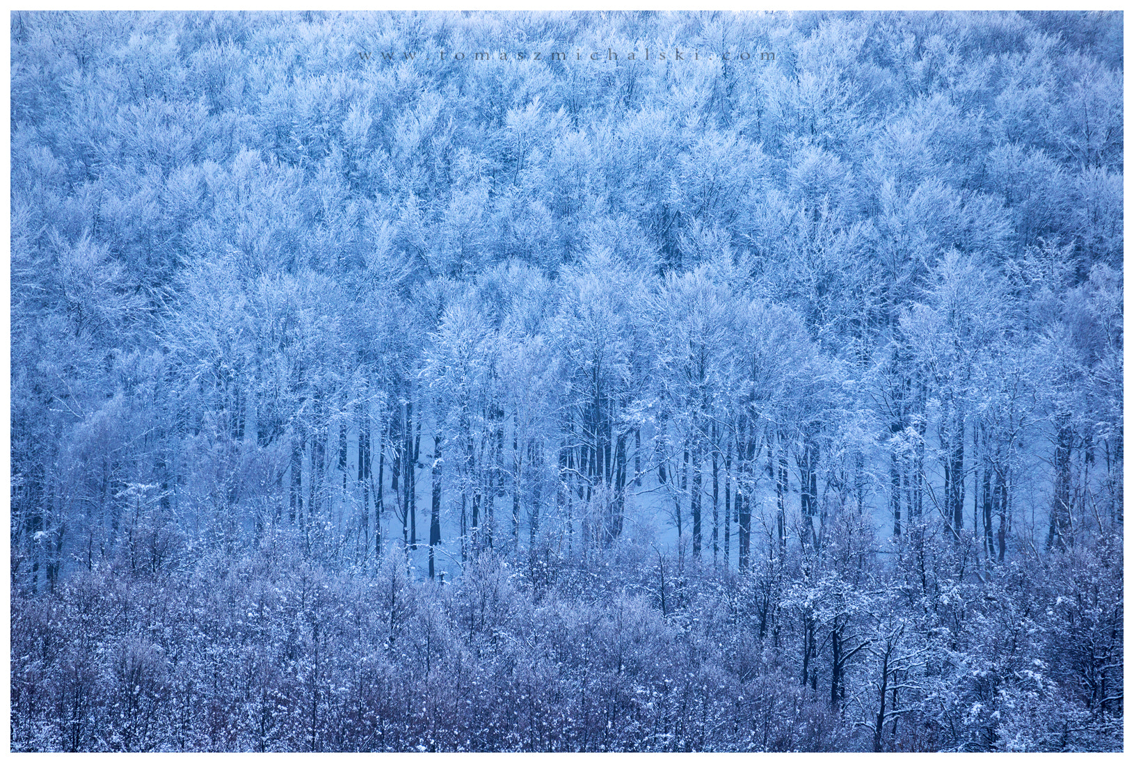 Canon EOS 6D sample photo. Frozen wood photography