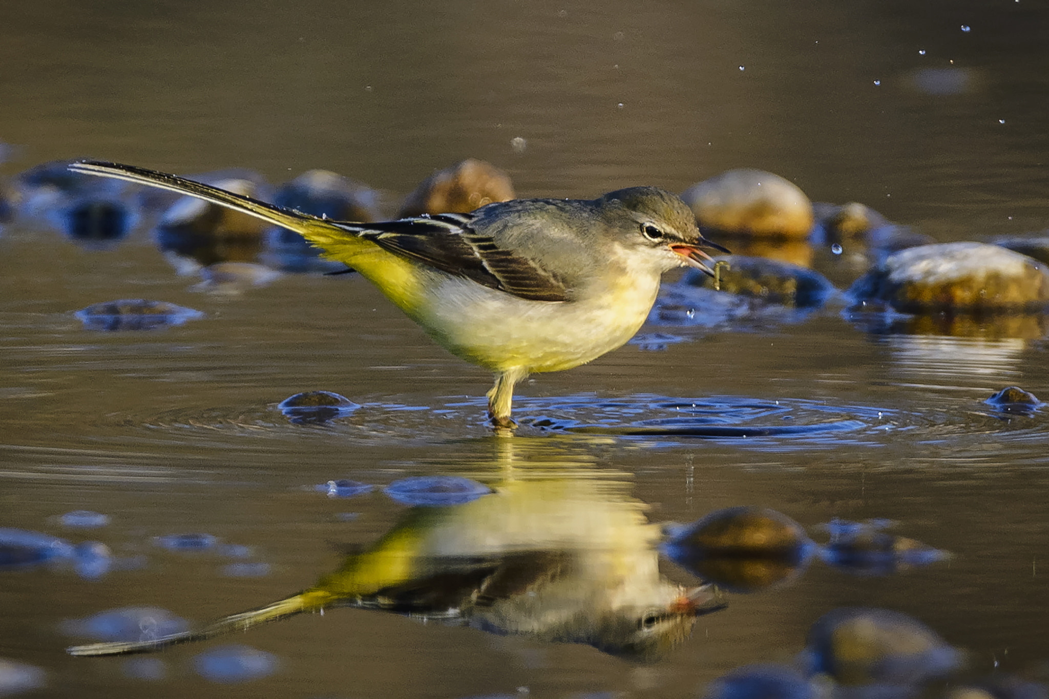 Nikon D610 + Tamron SP 150-600mm F5-6.3 Di VC USD sample photo. Grey wagtail with prey photography