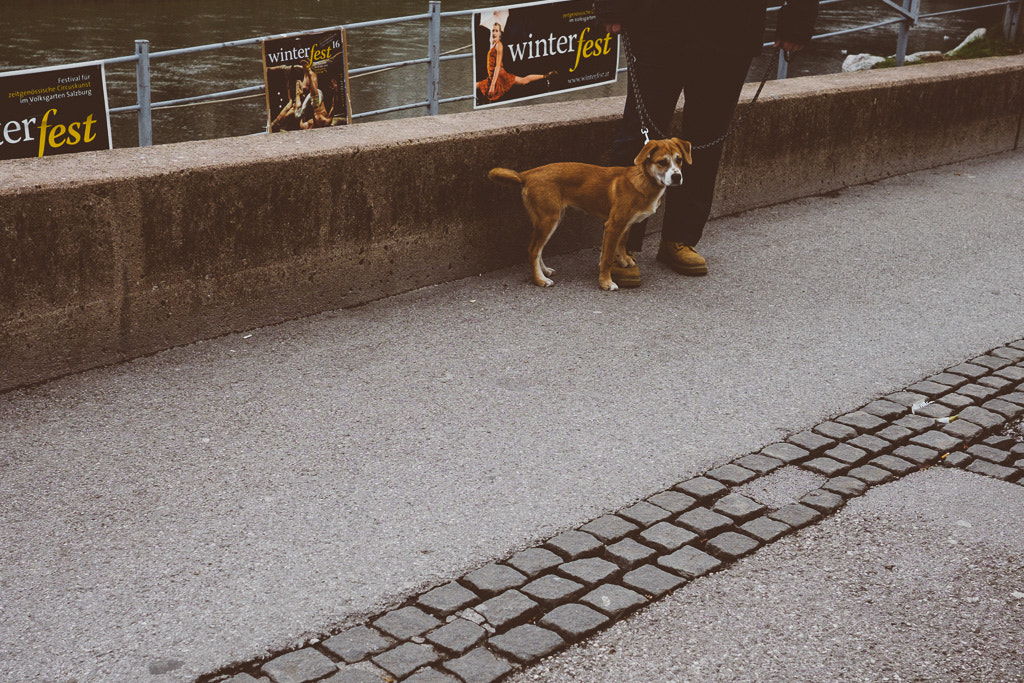 Fujifilm X-T10 sample photo. Dog photography