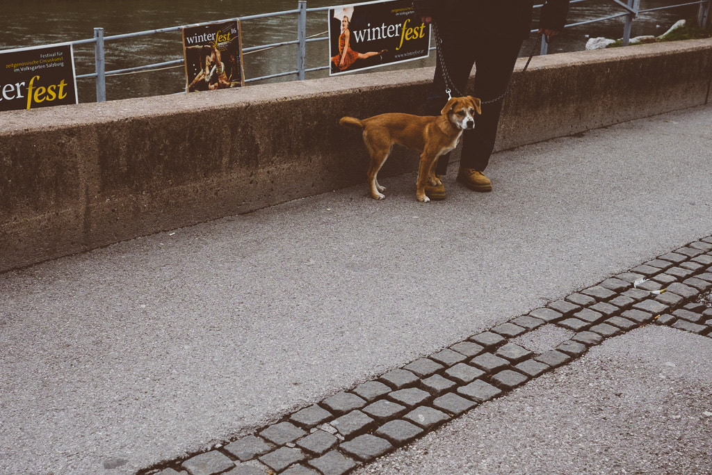 Fujifilm X-T10 + Fujifilm XF 23mm F1.4 R sample photo. Dog photography