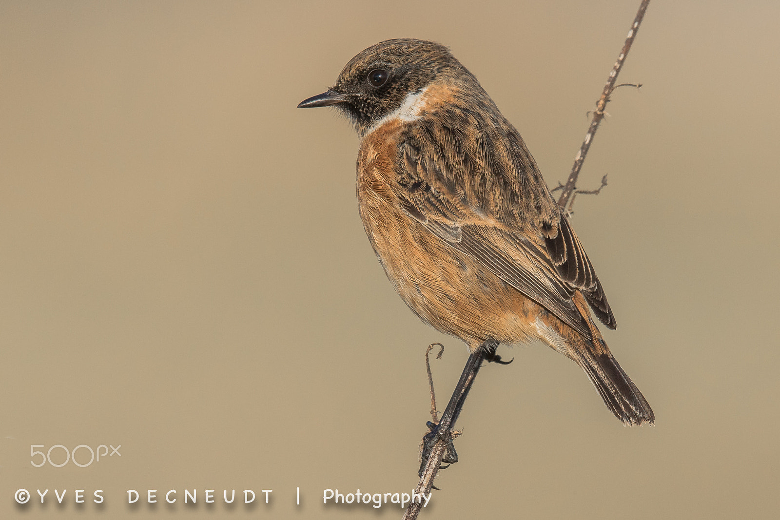 Canon EF 500mm F4L IS II USM sample photo. Stonechat photography