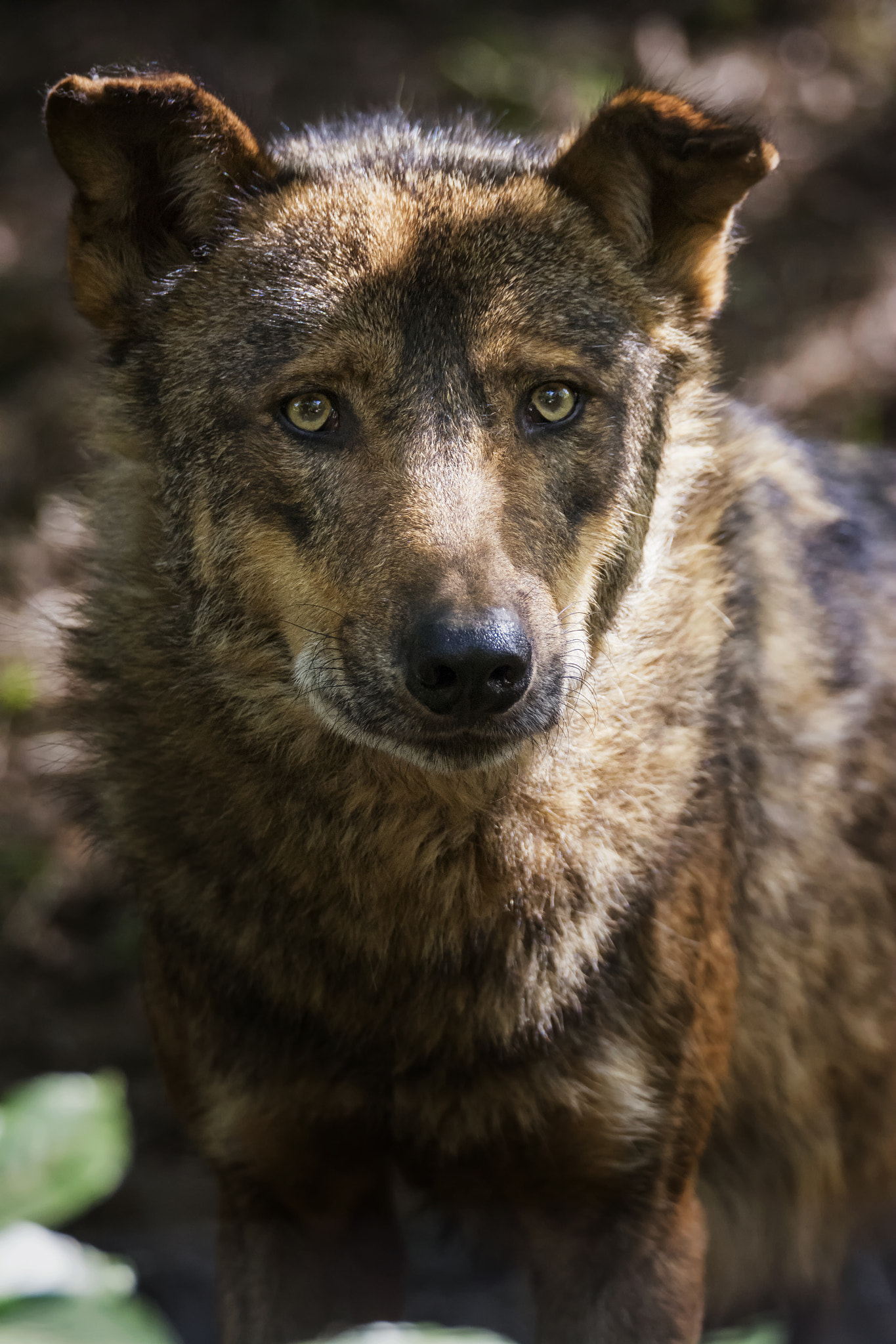 Nikon D7100 sample photo. Iberian wolf photography