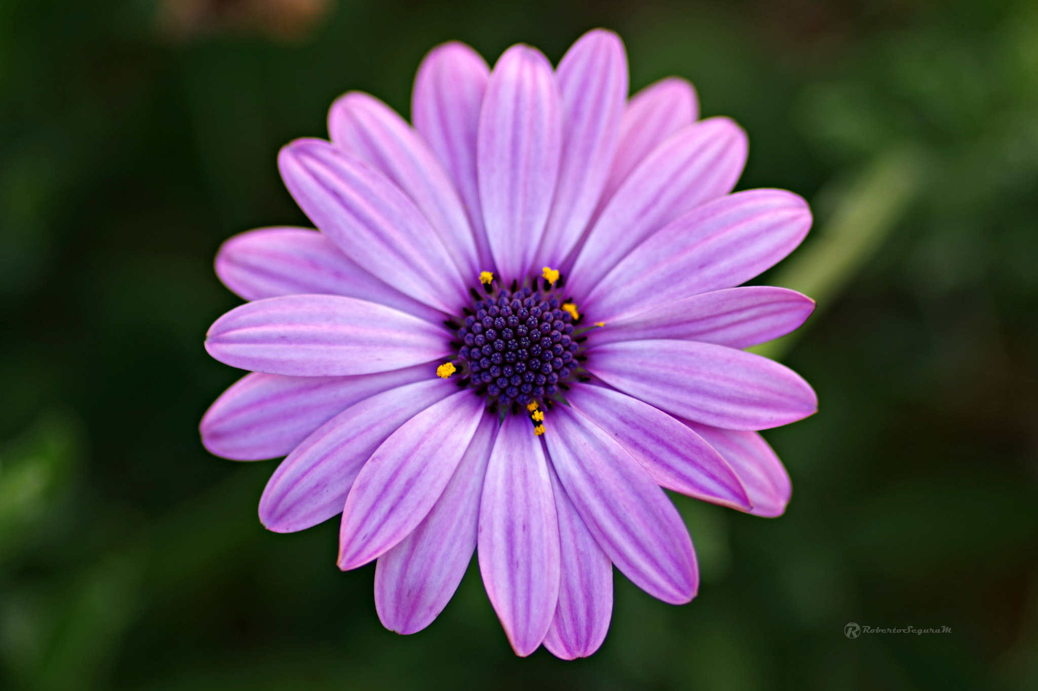 Pentax smc D-FA 100mm F2.8 Macro WR sample photo. Purple photography