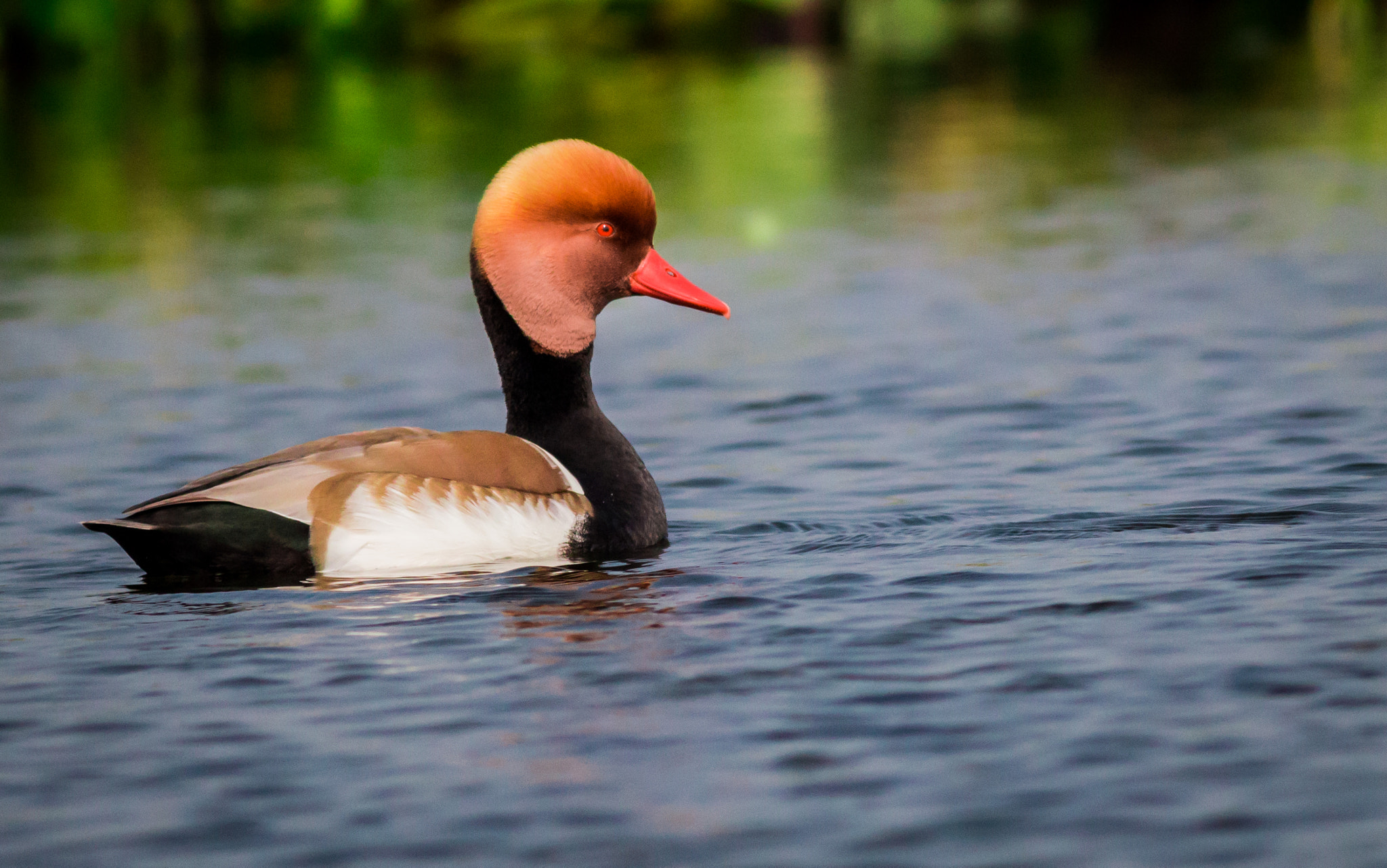 Canon EOS 60D + Canon EF 400mm F5.6L USM sample photo