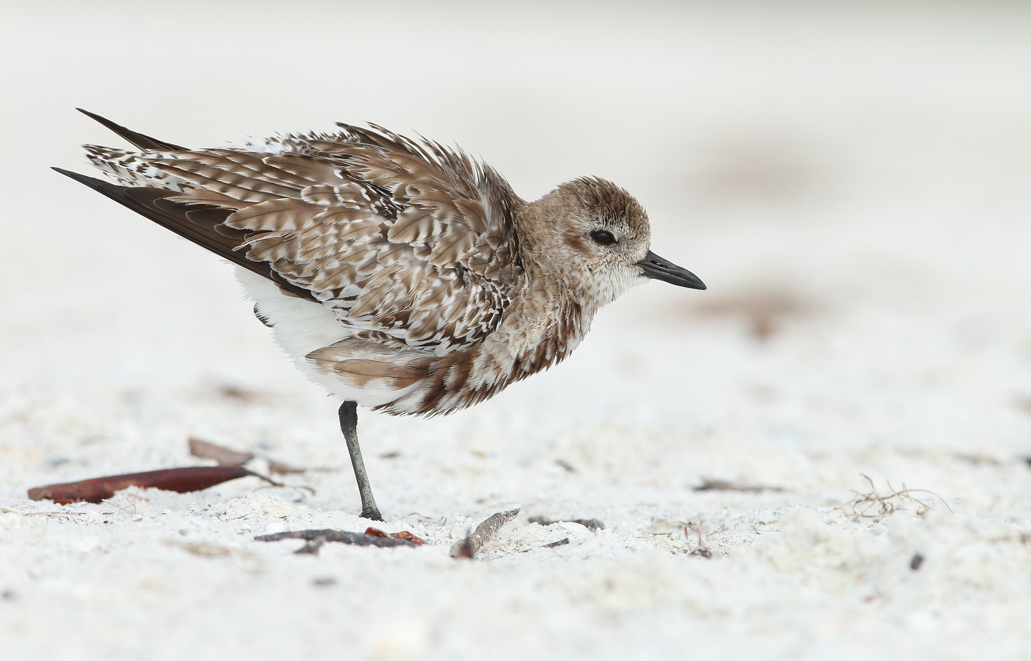 Canon EF 300mm F2.8L IS USM sample photo. Black-bellied plover - pluvialis squatarola photography