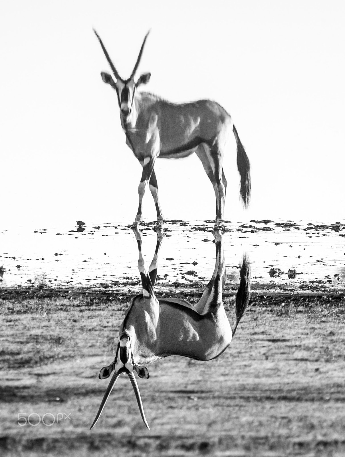 Nikon AF-S Nikkor 200-400mm F4G ED-IF VR sample photo. Gemsbok reflections photography