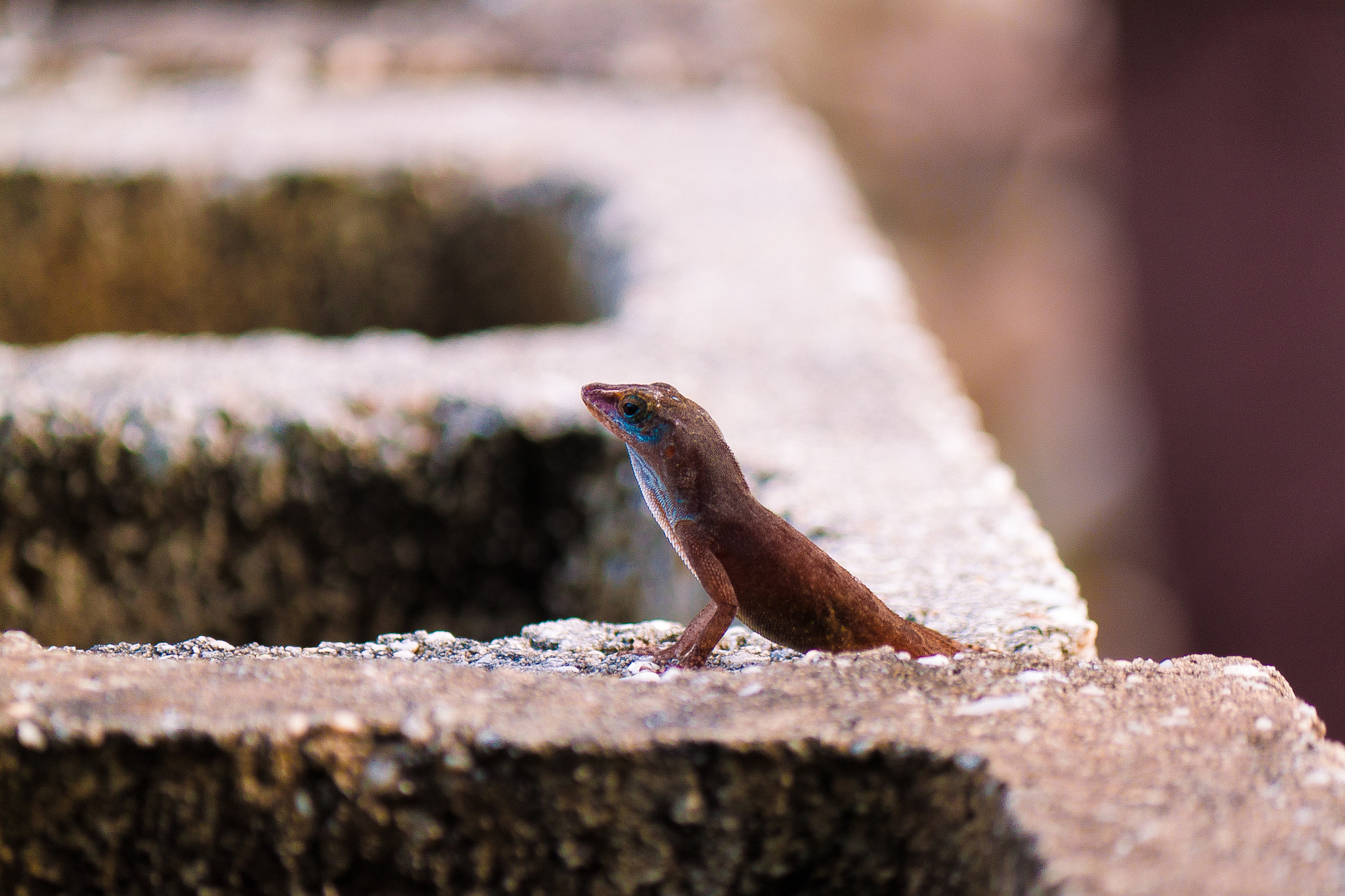 Canon EF-S 55-250mm F4-5.6 IS sample photo. On sentry duty photography