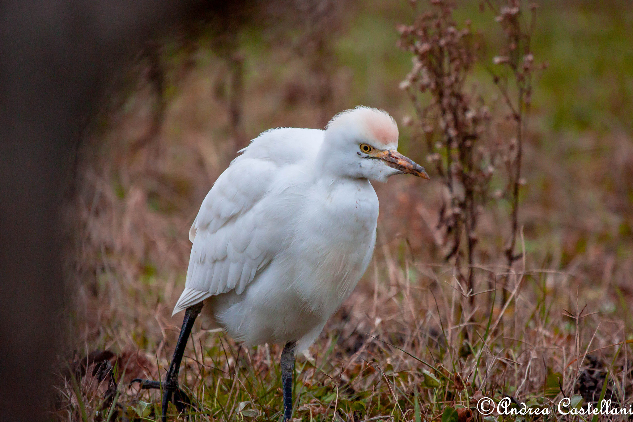Canon EOS 500D (EOS Rebel T1i / EOS Kiss X3) + Canon EF 100-400mm F4.5-5.6L IS USM sample photo. Cattle egret - airone guardabuoi photography
