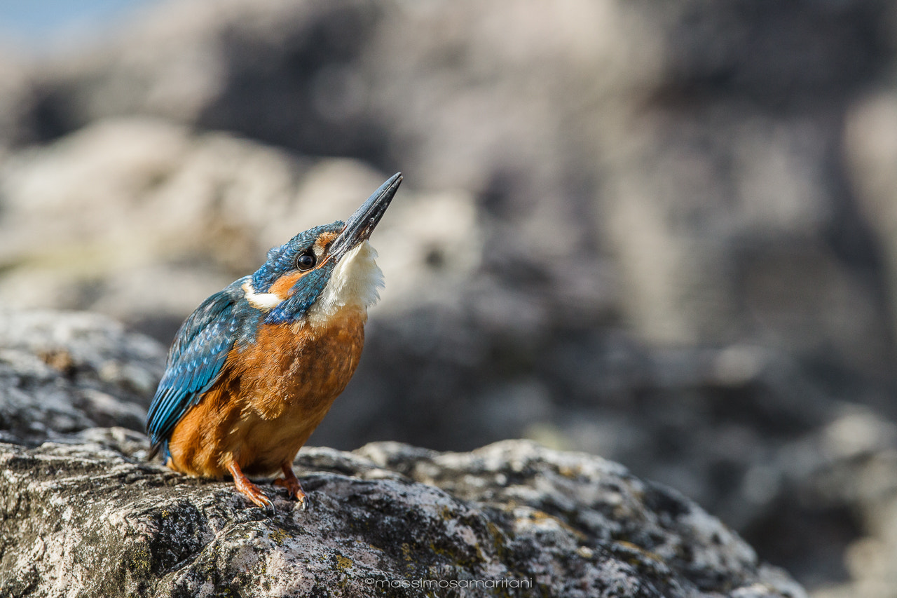 Canon EOS-1D Mark IV + Canon EF 300mm F2.8L IS USM sample photo. Ms photography