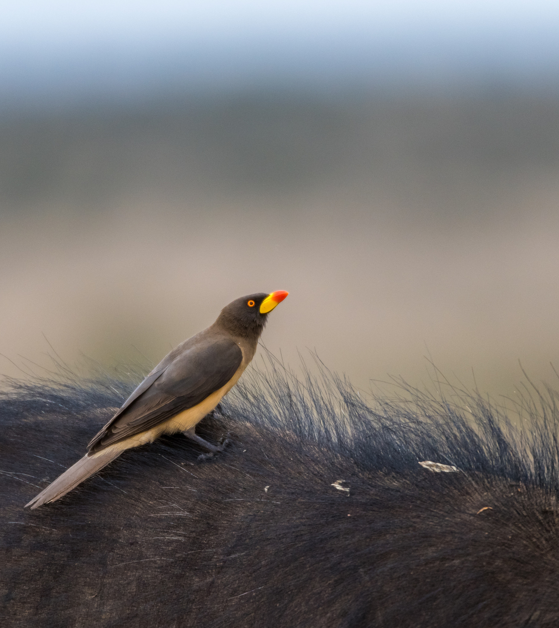 Nikon D810 sample photo. Oxpecker photography
