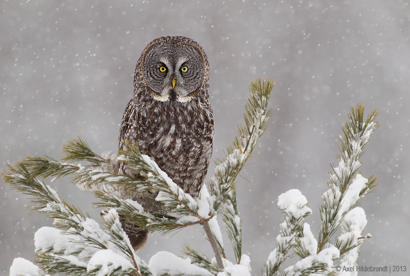 Canon EF 500mm F4L IS USM sample photo. Great gray owl photography