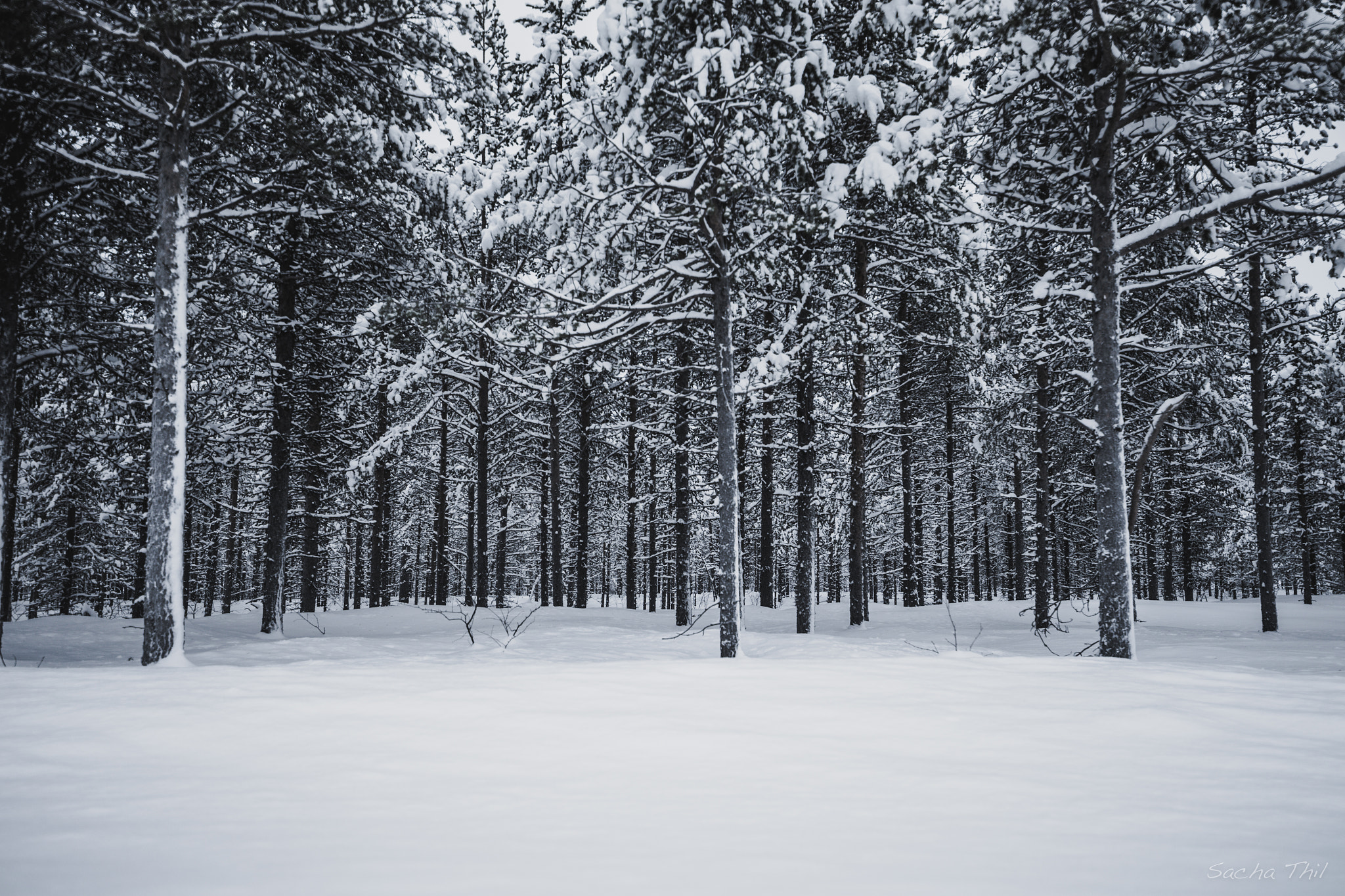 Canon EOS-1D X sample photo. Pine trees photography