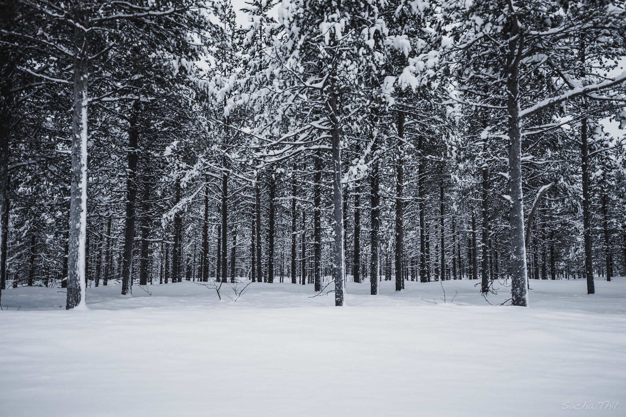 Canon EOS-1D X + Canon EF 300mm f/2.8L sample photo. Pine trees photography