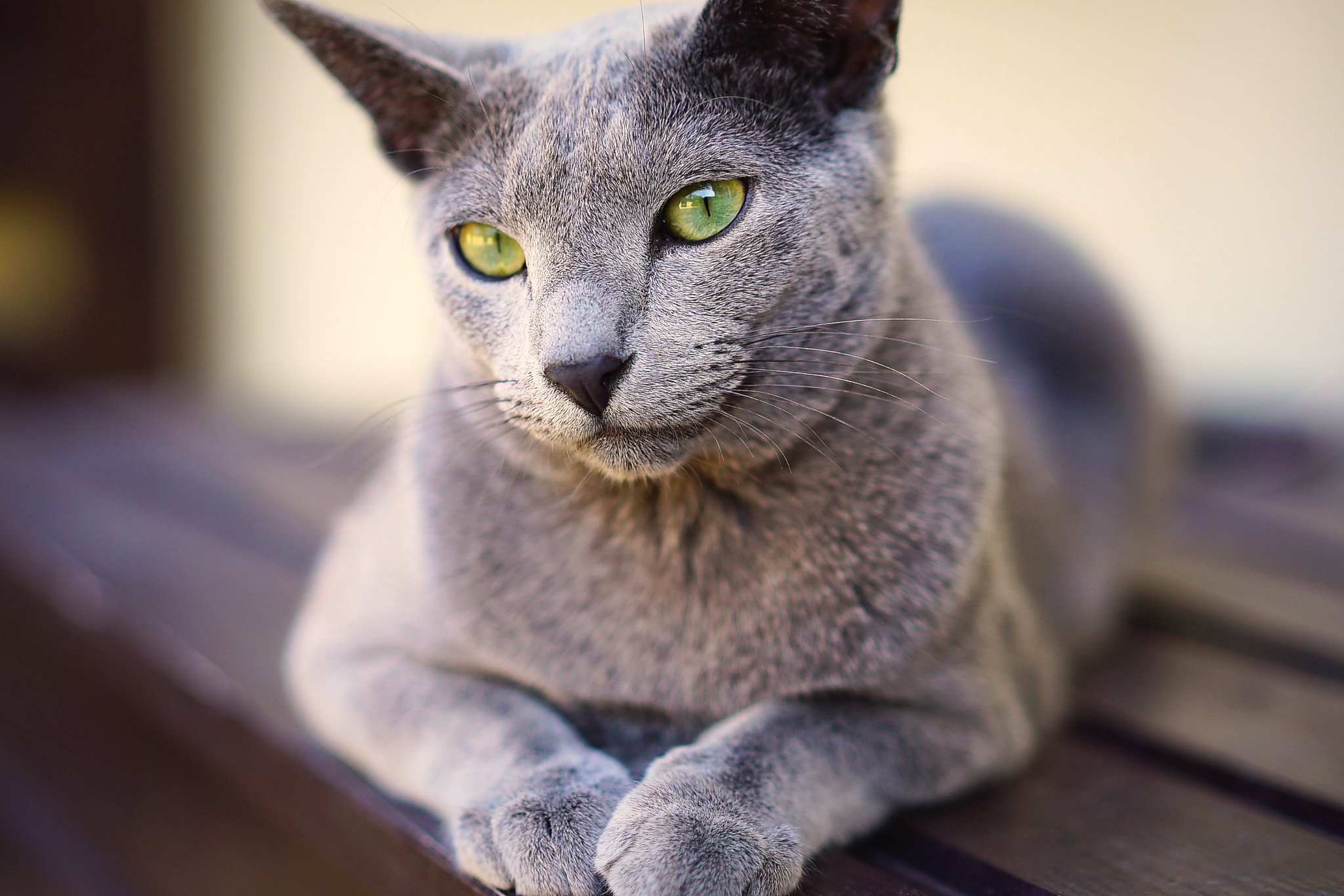 Sony a7S + Sony Sonnar T* FE 55mm F1.8 ZA sample photo. Dsc photography