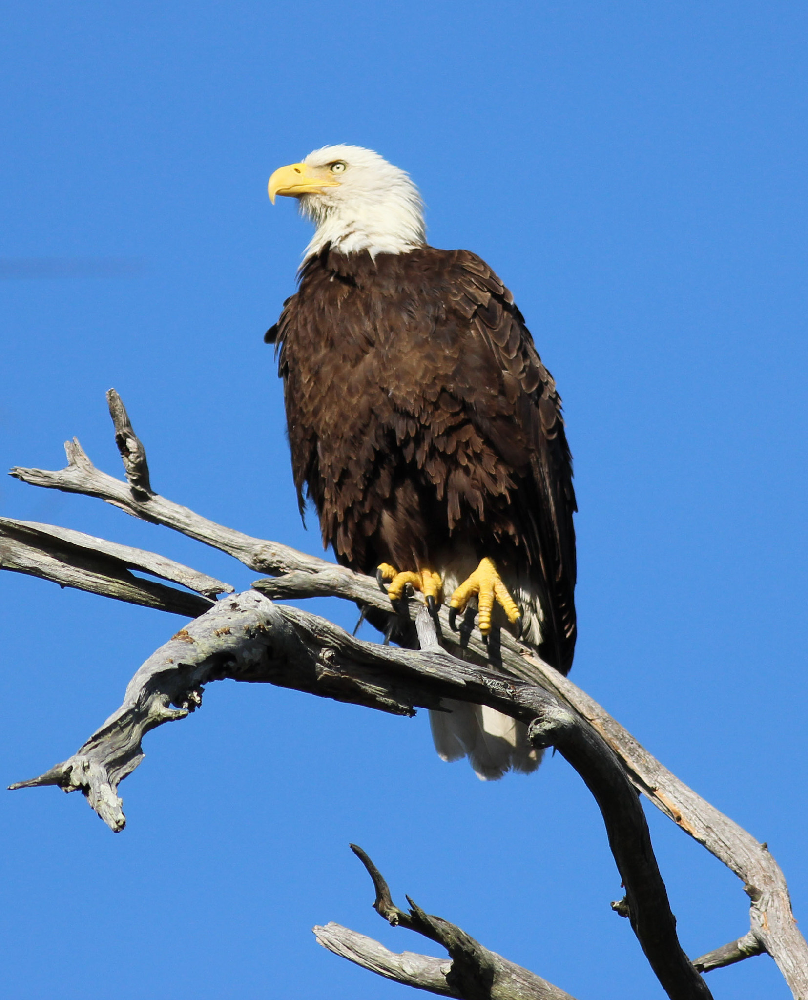 Canon EOS 600D (Rebel EOS T3i / EOS Kiss X5) + Canon EF 400mm F5.6L USM sample photo. Bald eagle photography