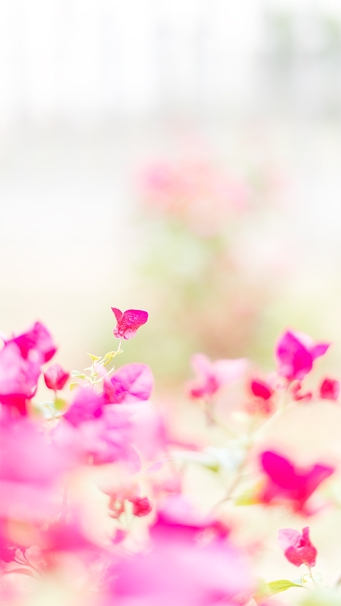 Nikon D800E sample photo. Peach red butterfly photography