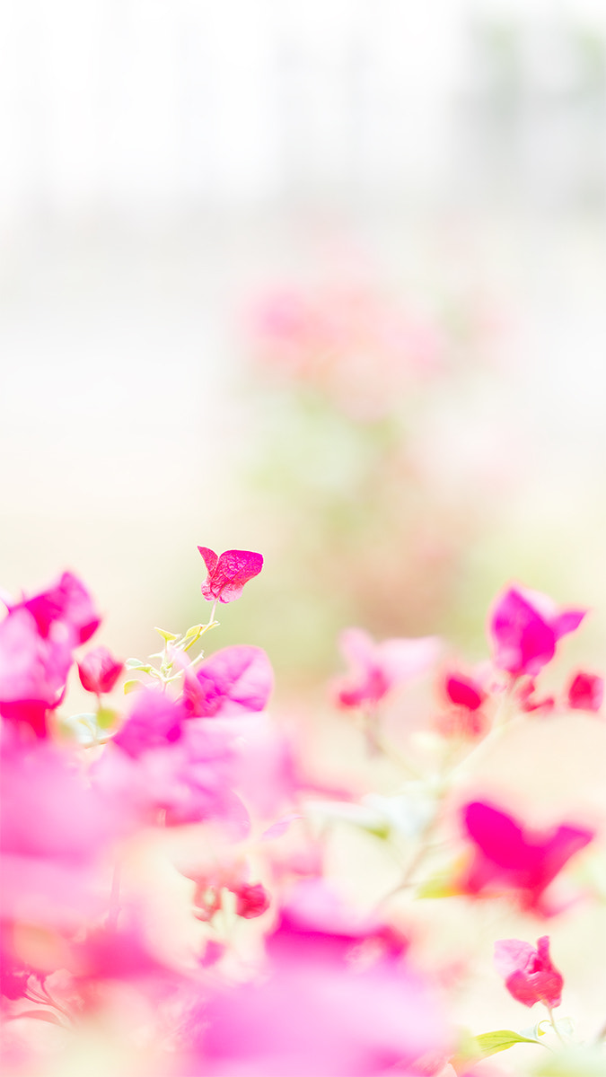 Nikon D800E + Nikon AF-S Nikkor 50mm F1.4G sample photo. Peach red butterfly photography
