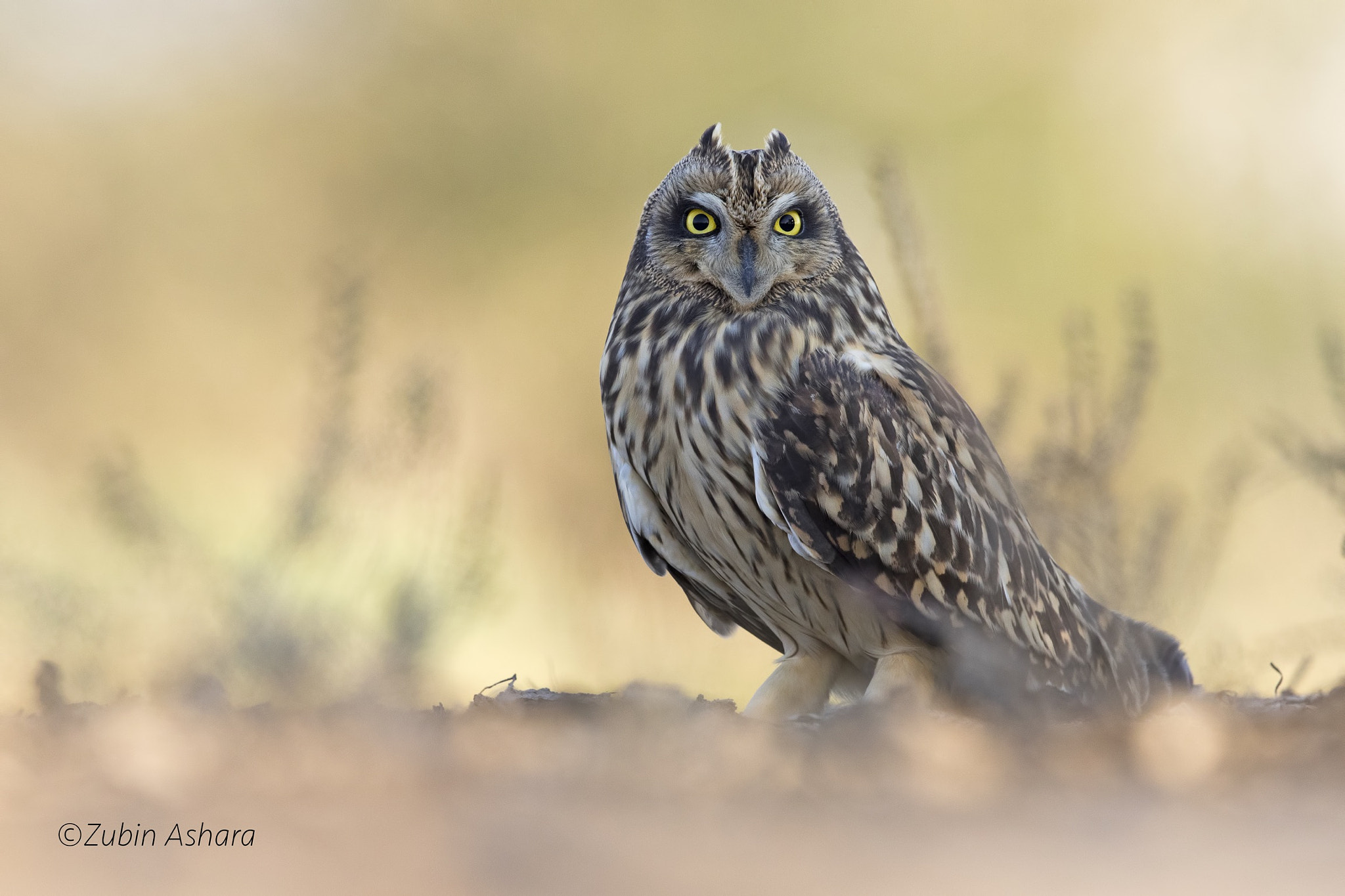 Canon EF 600mm F4L IS II USM sample photo. Short-eared owl photography