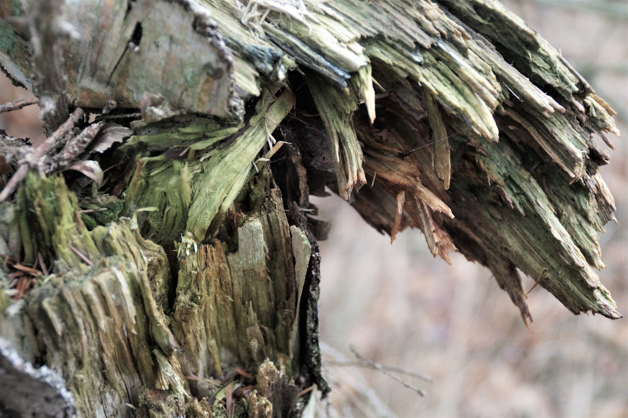 Sony DT 18-200mm F3.5-6.3 sample photo. Shattered tree photography