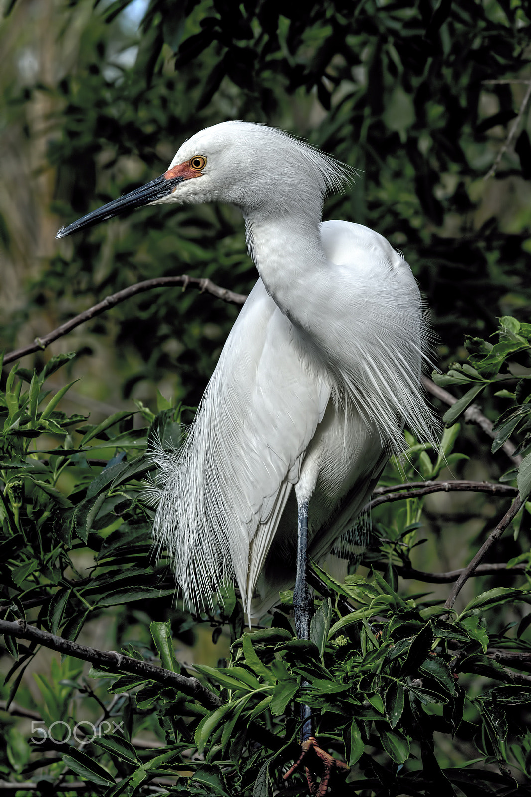 Nikon D800E sample photo. Snowy egret photography
