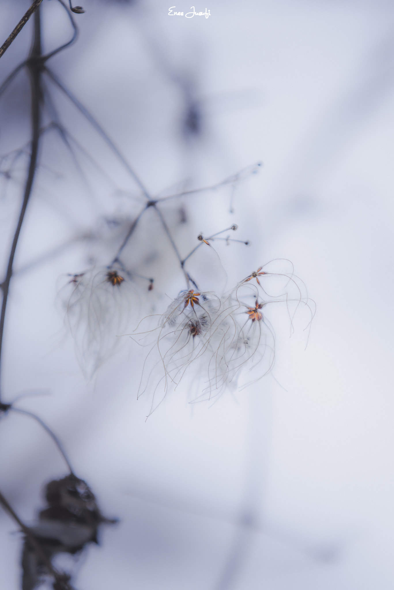 Sigma 70-200mm F2.8 EX DG OS HSM sample photo. Everything is frozen . photography