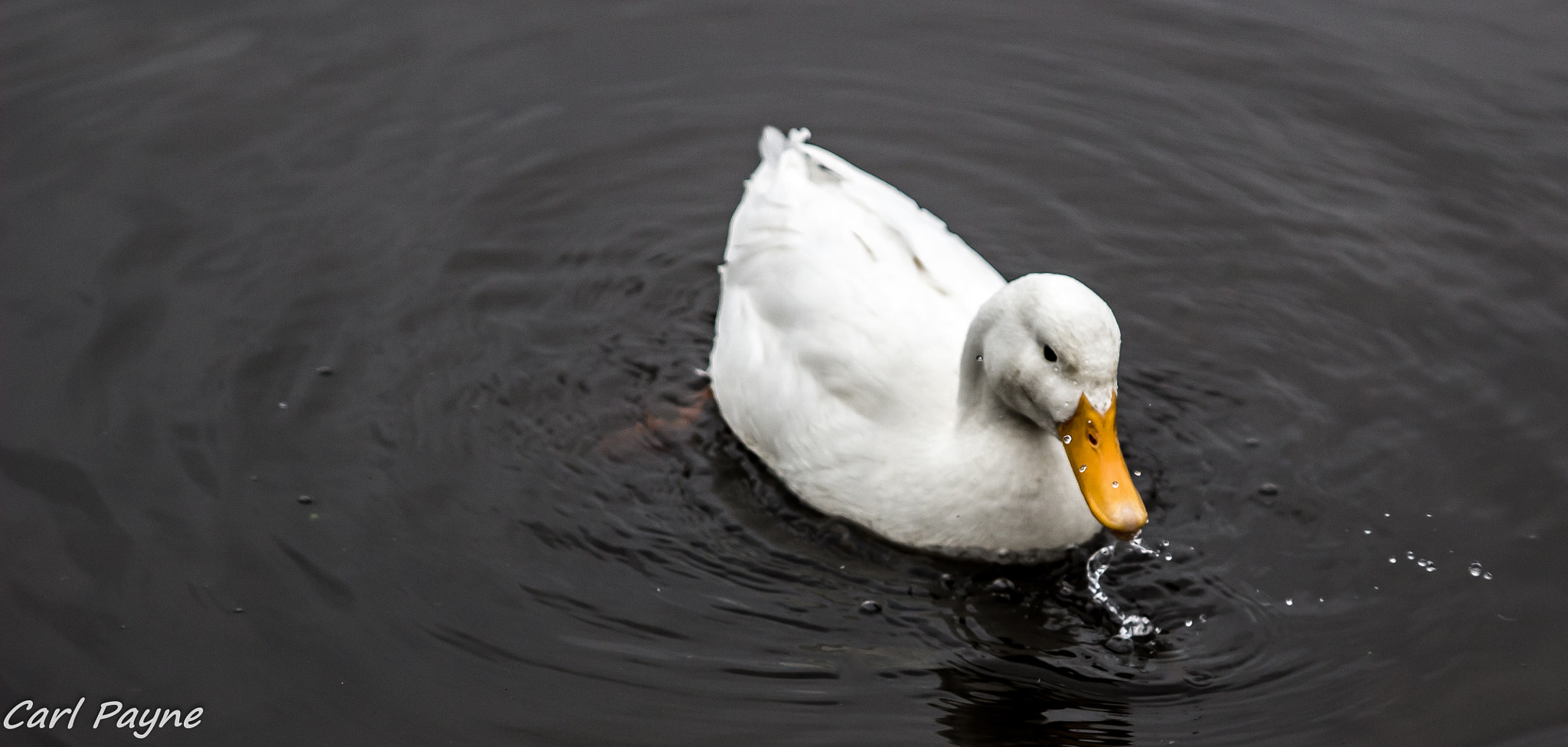 Canon EOS 100D (EOS Rebel SL1 / EOS Kiss X7) + Canon EF 400mm f/2.8L sample photo. Friendly duck photography