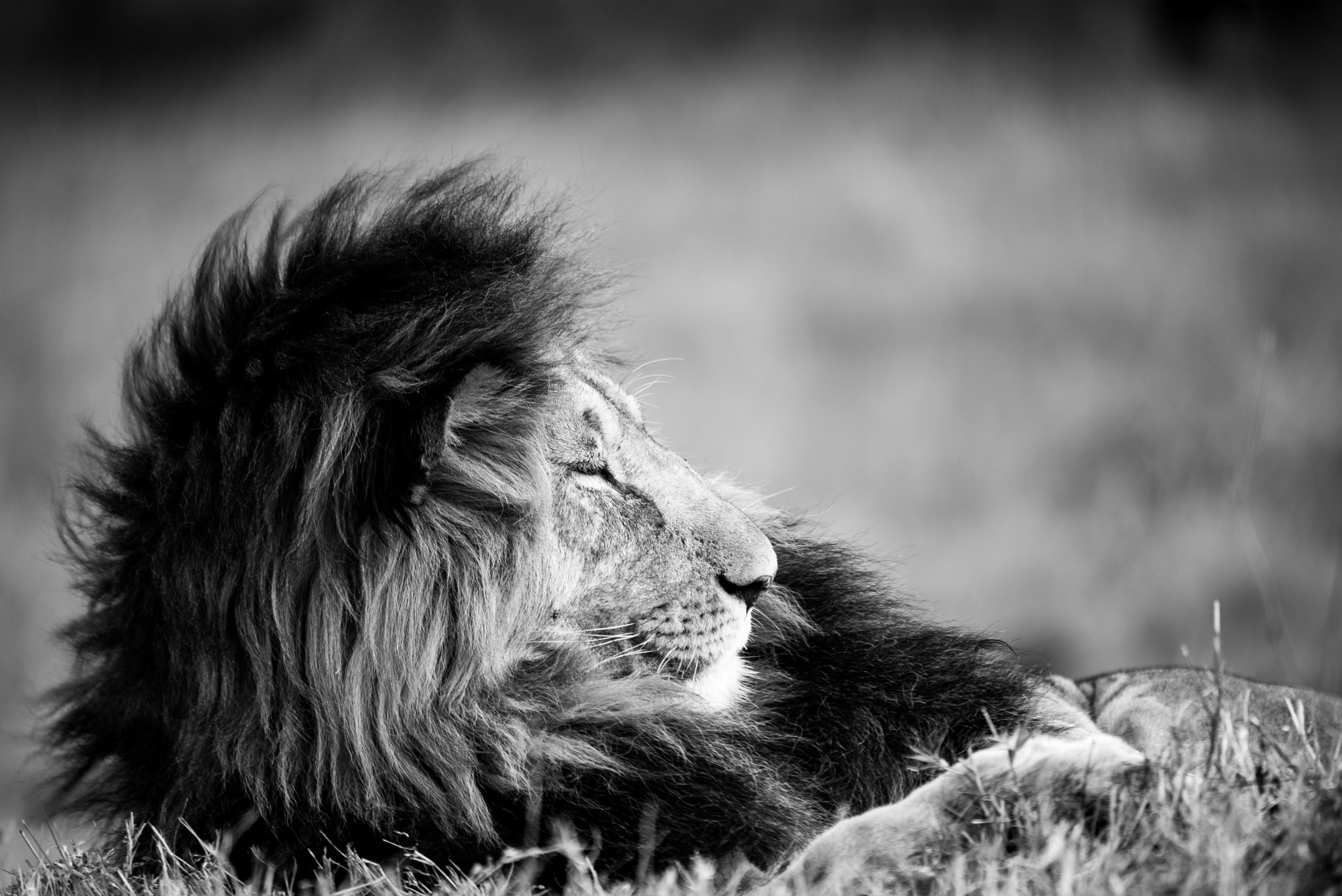 Nikon D600 sample photo. Wild alpha male lion relaxes in the savannah photography