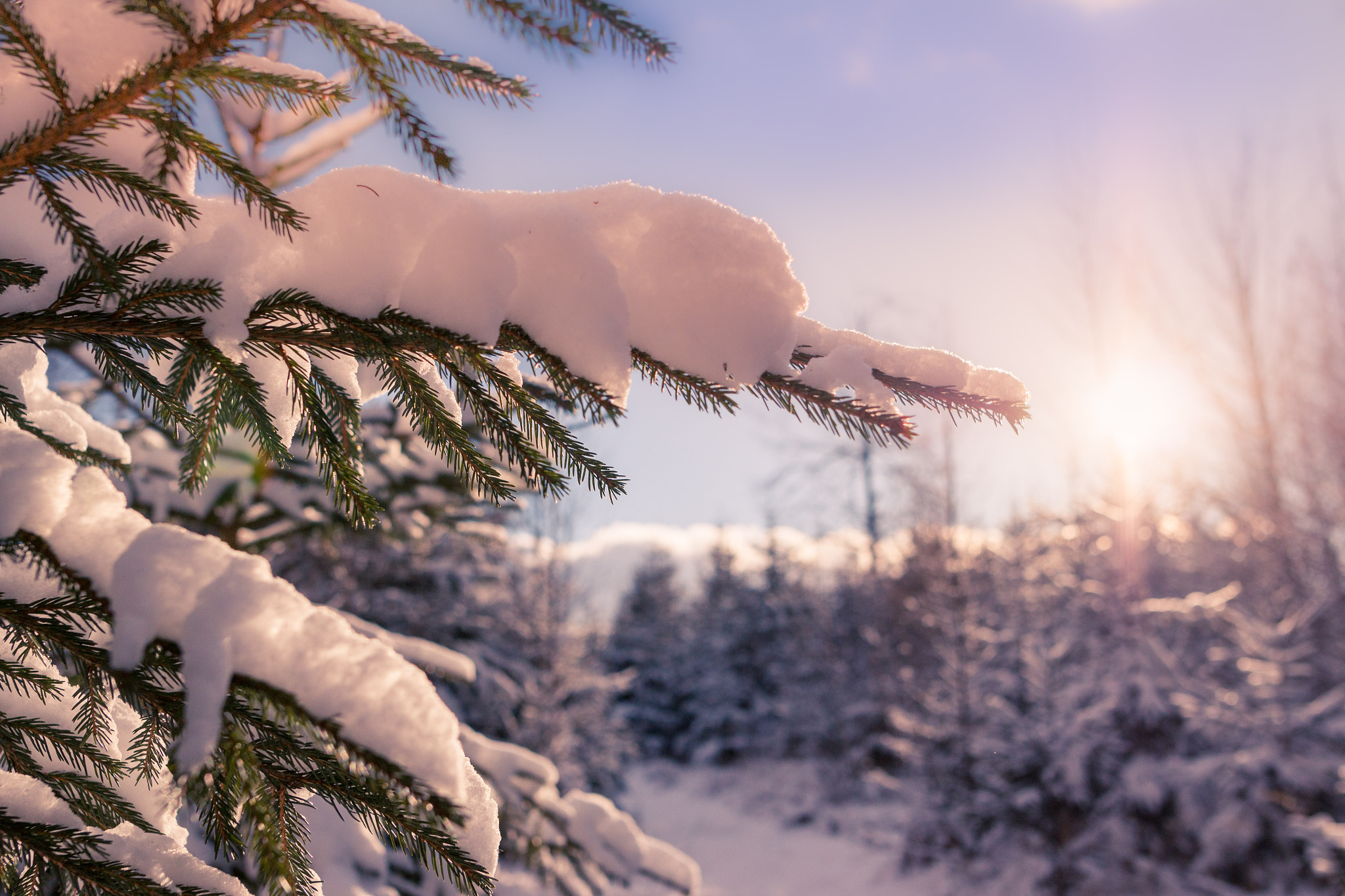 Sigma 24mm F1.4 DG HSM Art sample photo. Winter wonderland  photography