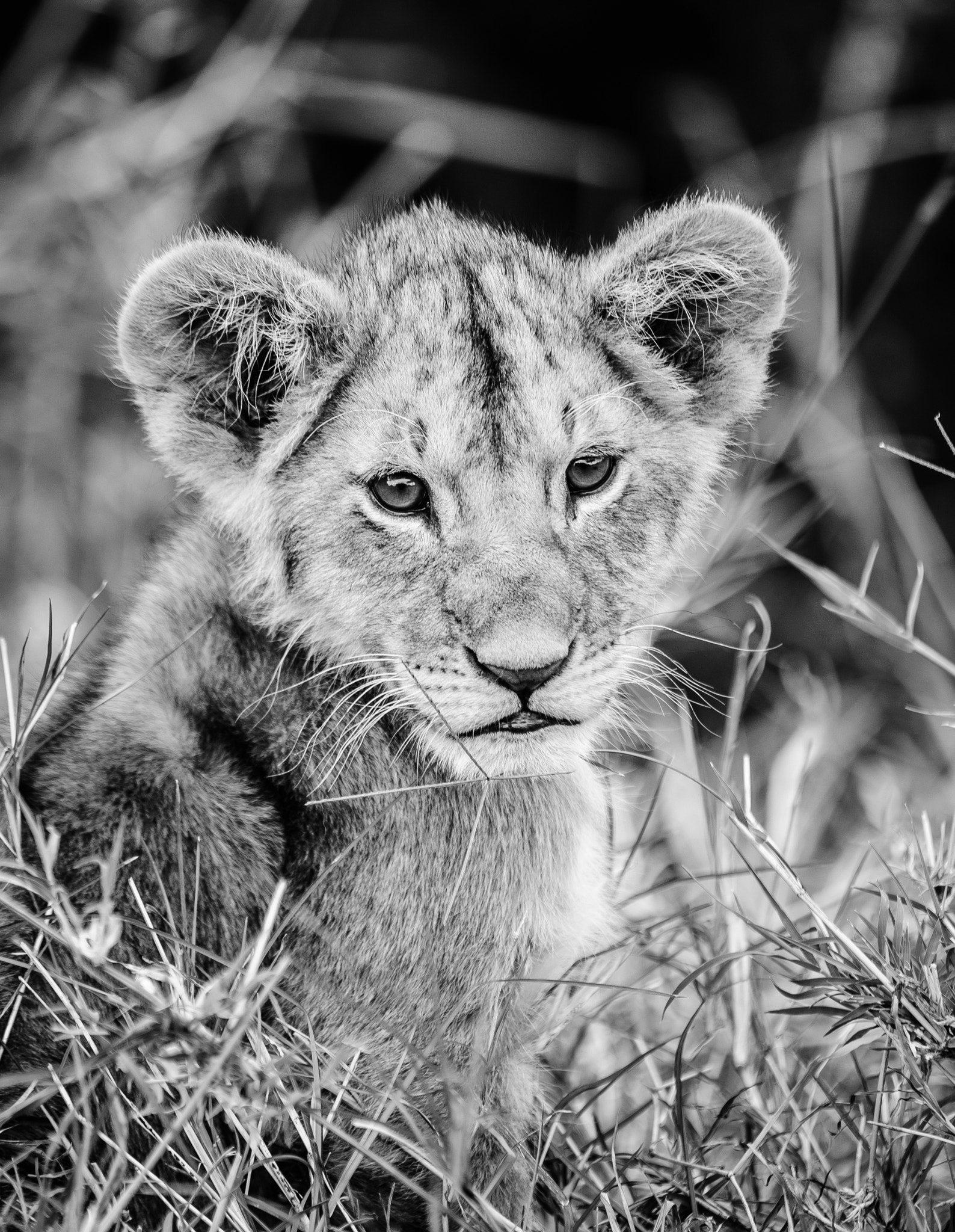 Nikon D600 + Nikon AF-S Nikkor 200-400mm F4G ED-IF VR sample photo. Young wild lion cub patiently waits for his mother photography