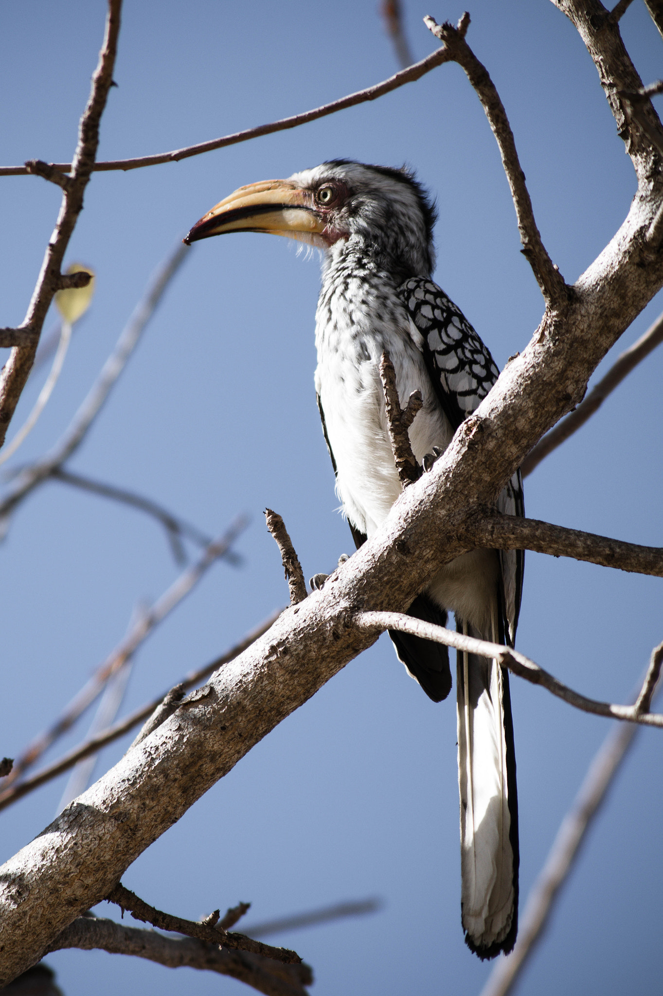 Tamron AF 55-200mm F4-5.6 Di II LD Macro sample photo. Hornbill photography