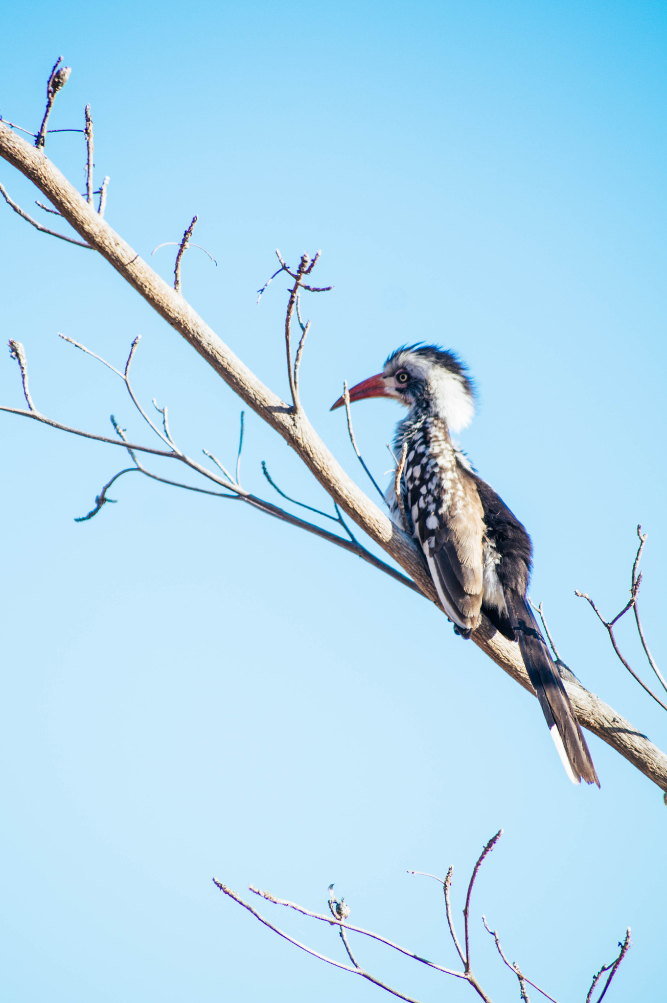 Tamron AF 55-200mm F4-5.6 Di II LD Macro sample photo. Hornbill photography