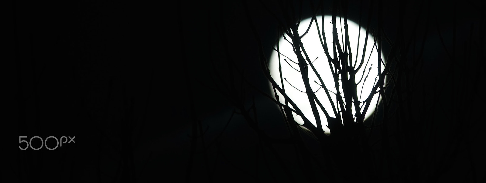 Sony 24-600mm F2.4-4.0 sample photo. The wolf moon... photography