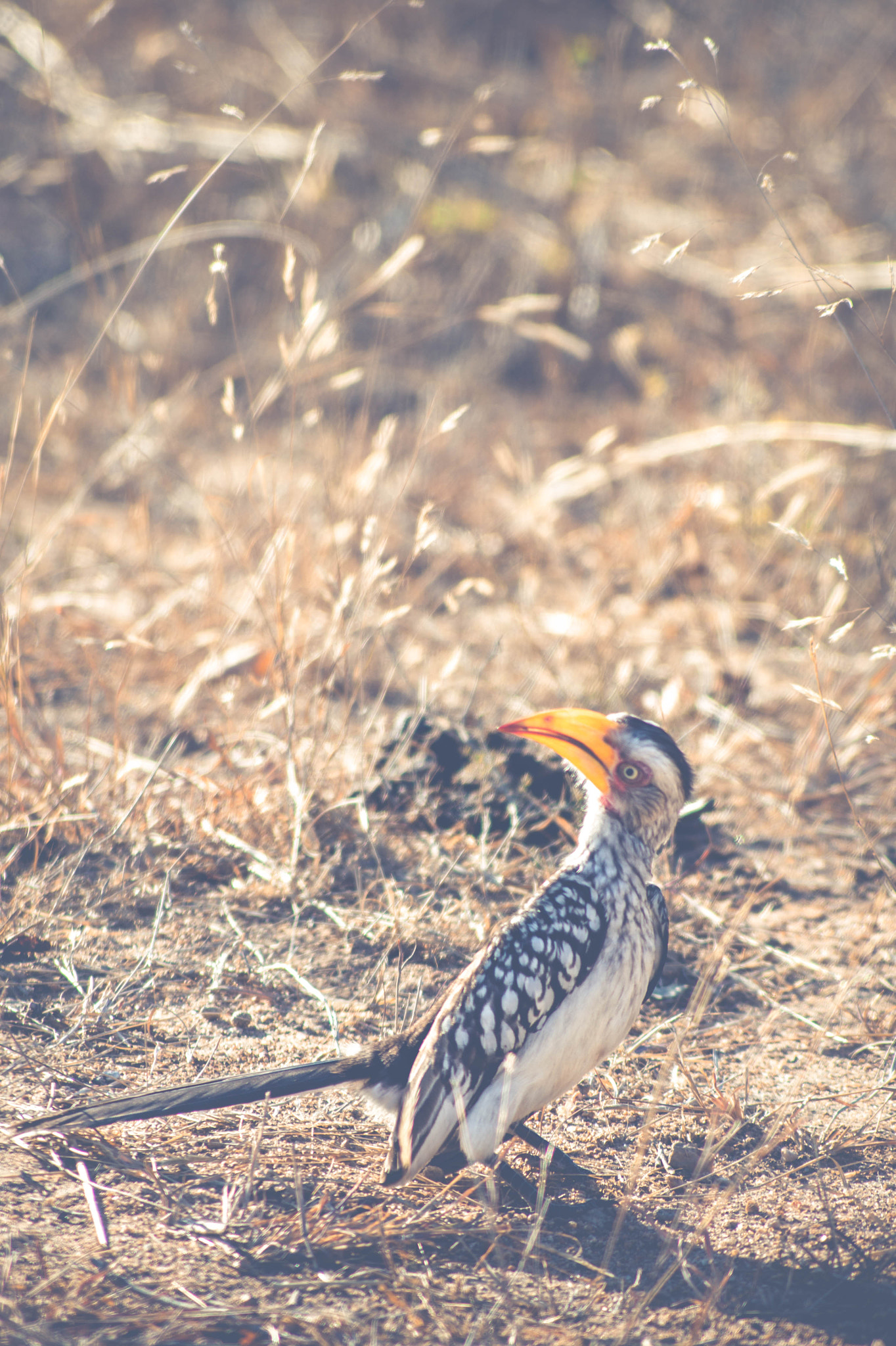 Sony SLT-A58 + Tamron AF 55-200mm F4-5.6 Di II LD Macro sample photo. Hornbill photography