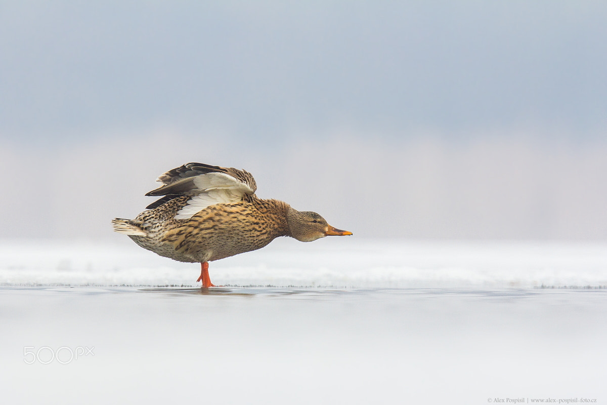 Canon EF 300mm F2.8L IS USM sample photo. Mallard photography