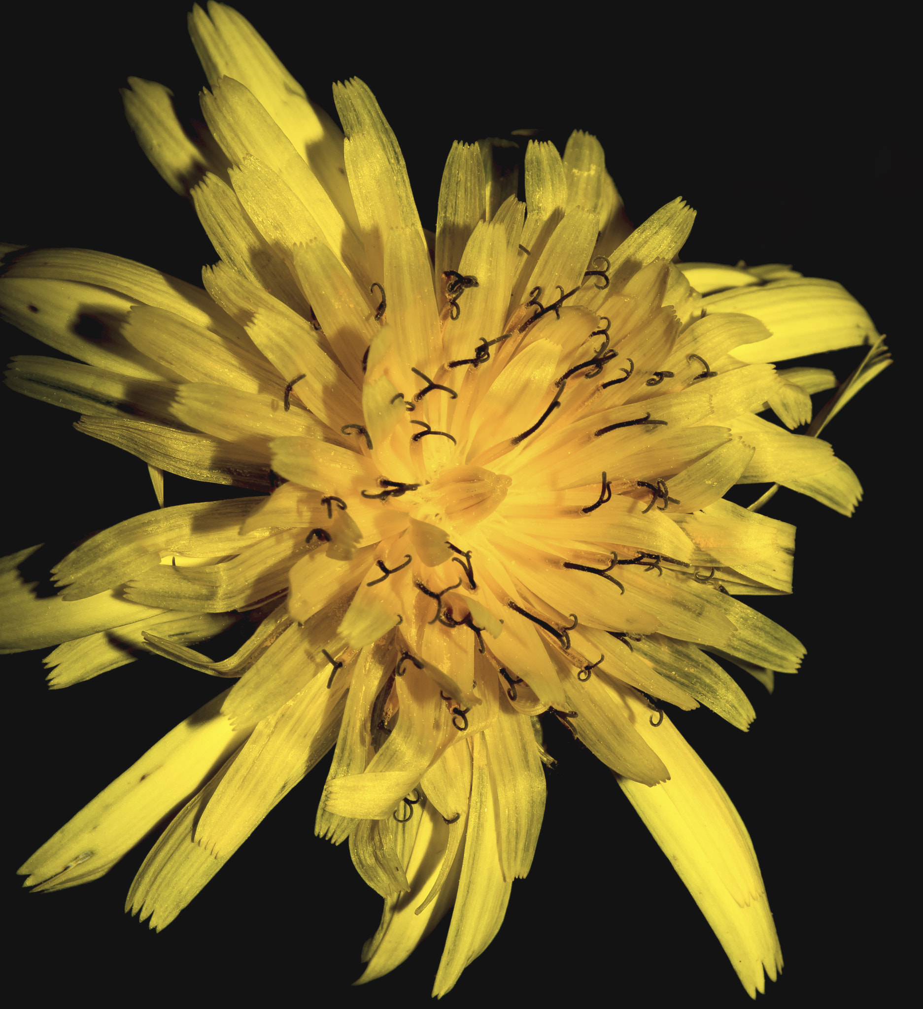 Nikon AF-S Micro-Nikkor 60mm F2.8G ED sample photo. Yellow petals photography