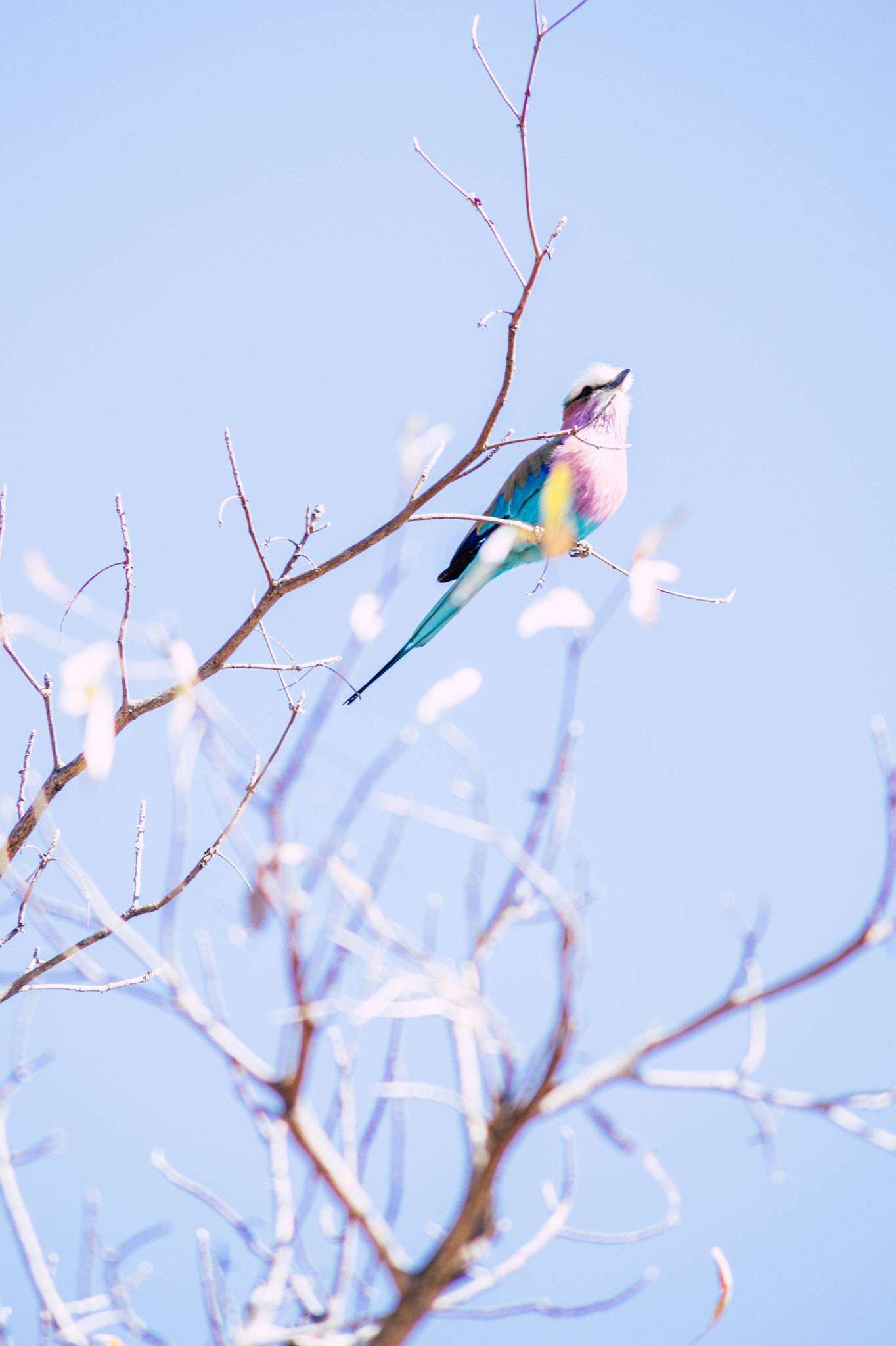 Tamron AF 55-200mm F4-5.6 Di II LD Macro sample photo. Lilac breasted roller photography