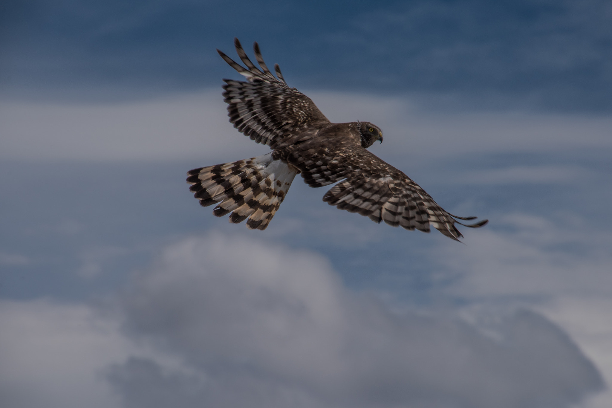 Nikon D810 sample photo. Soaring photography