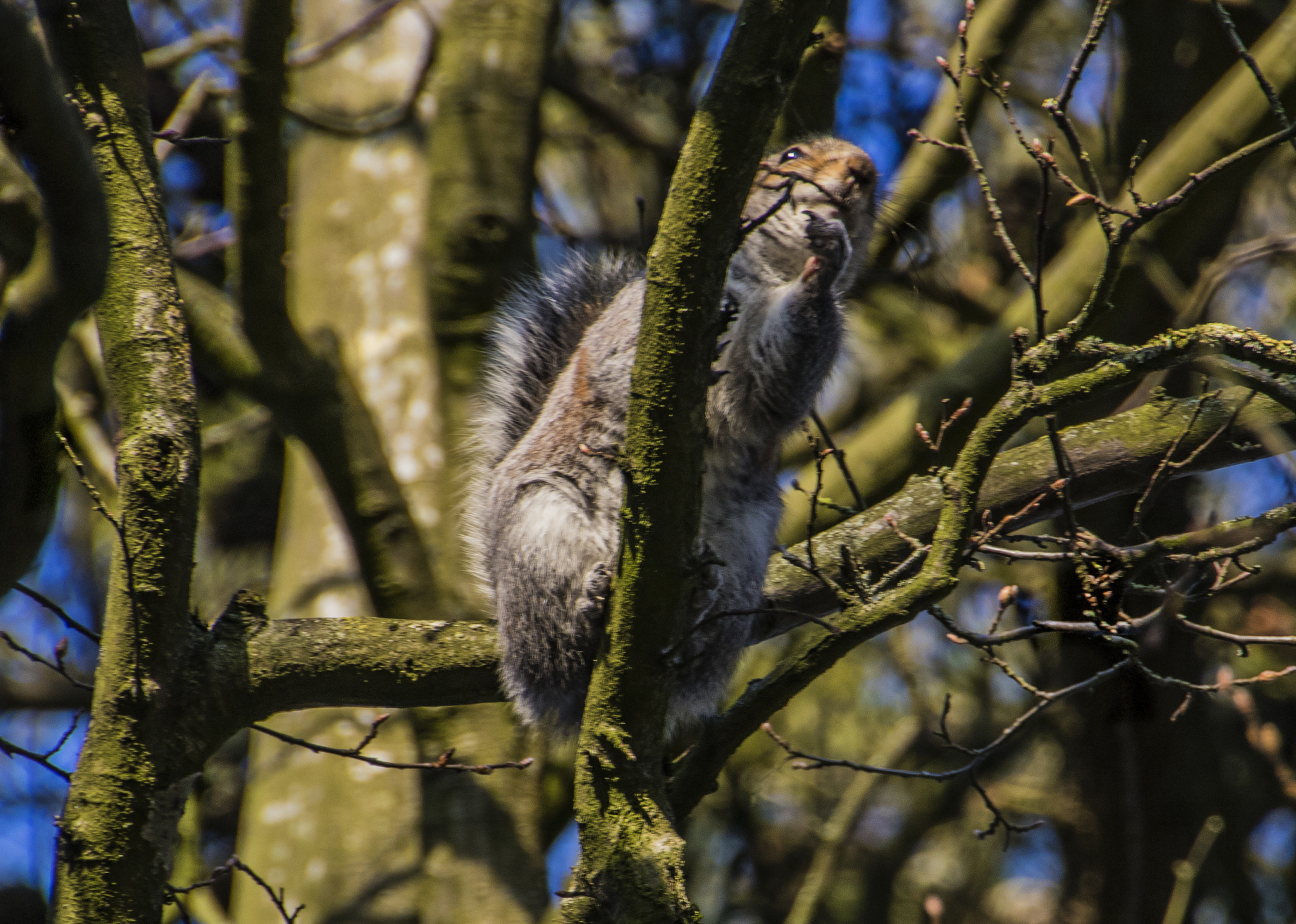 Canon EOS 750D (EOS Rebel T6i / EOS Kiss X8i) sample photo. Squirrel in a tree photography