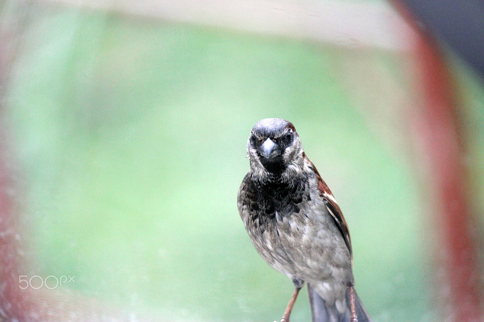 Canon EF-S 55-250mm F4-5.6 IS II sample photo. Angry bird photography